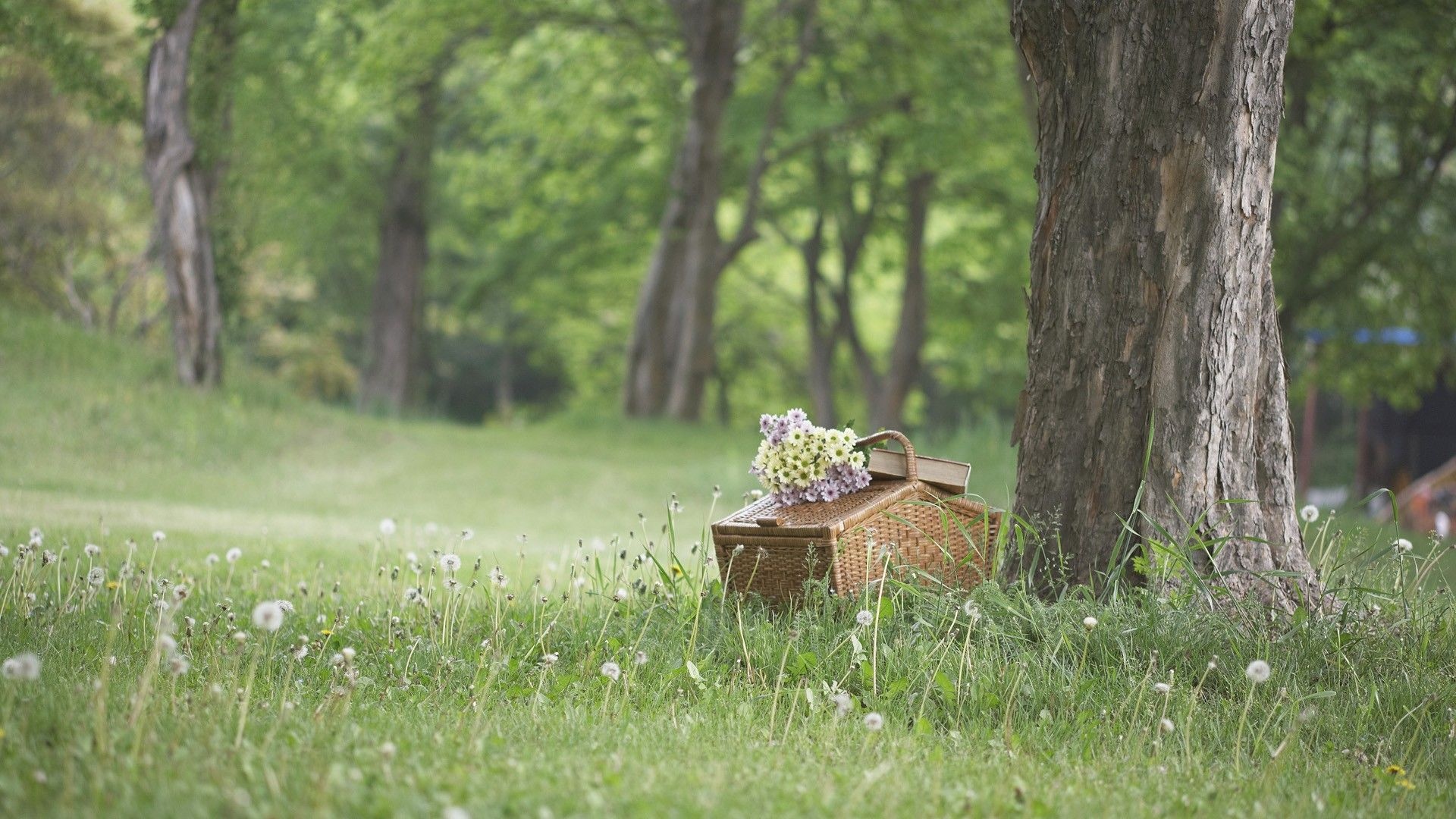 Picnic scene, Outdoor dining, Checkered blanket, Food, 1920x1080 Full HD Desktop