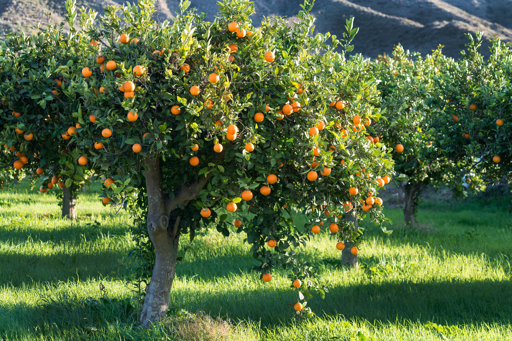 Orangenbaum ratgeber, Pflanztipps obi, Orange tree care, Citrus cultivation, 2120x1420 HD Desktop