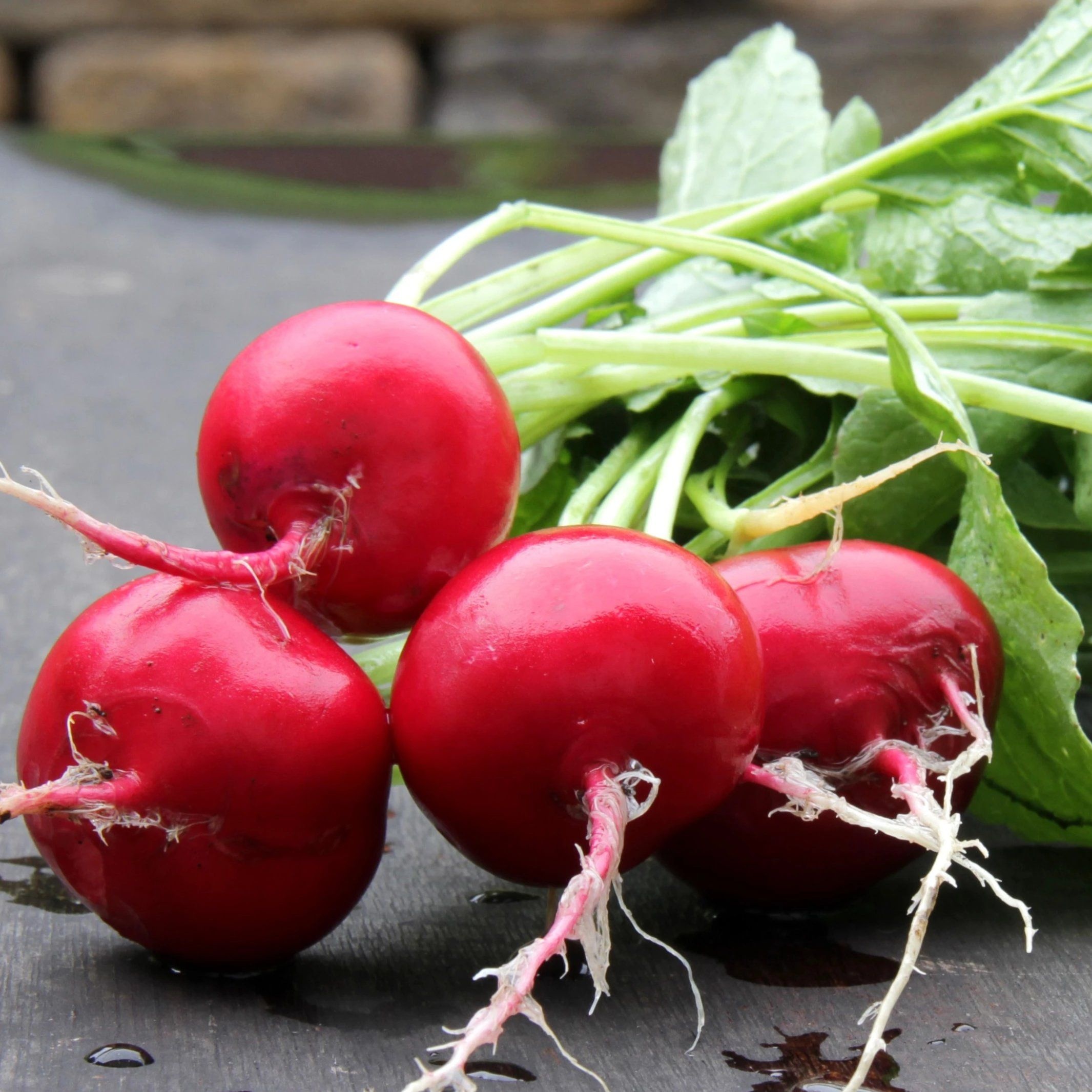 German giant radish, Hudson Valley Seed Company, Food, 2140x2140 HD Phone