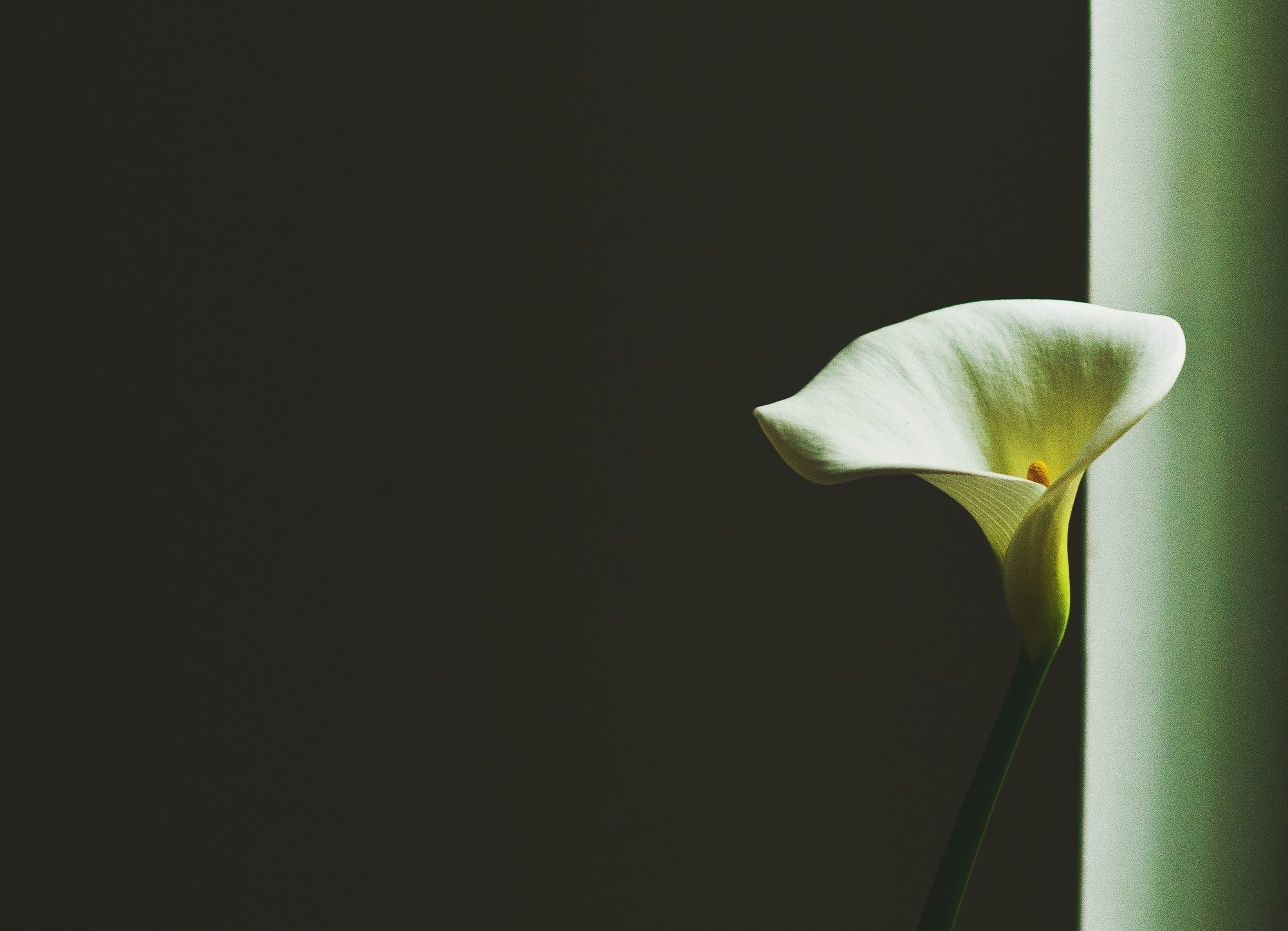 Calla Lily, Bathroom design, Badkultur history, Design inspiration, 2010x1450 HD Desktop