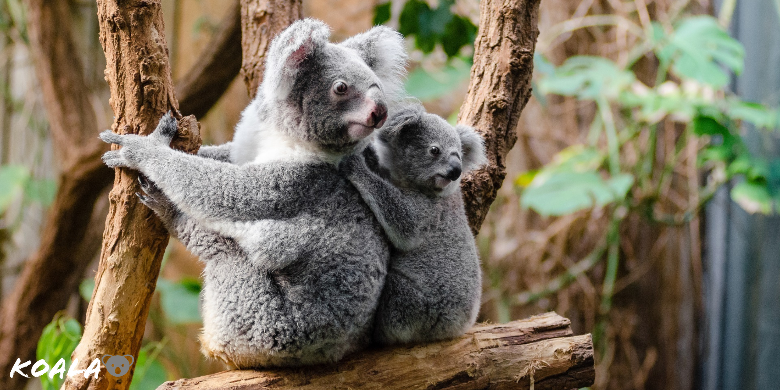 Koala bear wallpaper, High-quality image, KDE store download, Stunning visual, 2560x1280 Dual Screen Desktop