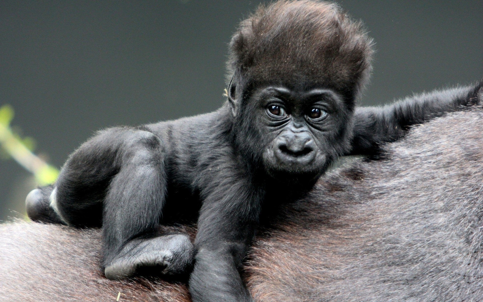 Gorilla in the wild, Amazing wallpaper, Wildlife photography, Nature's spectacle, 1920x1200 HD Desktop