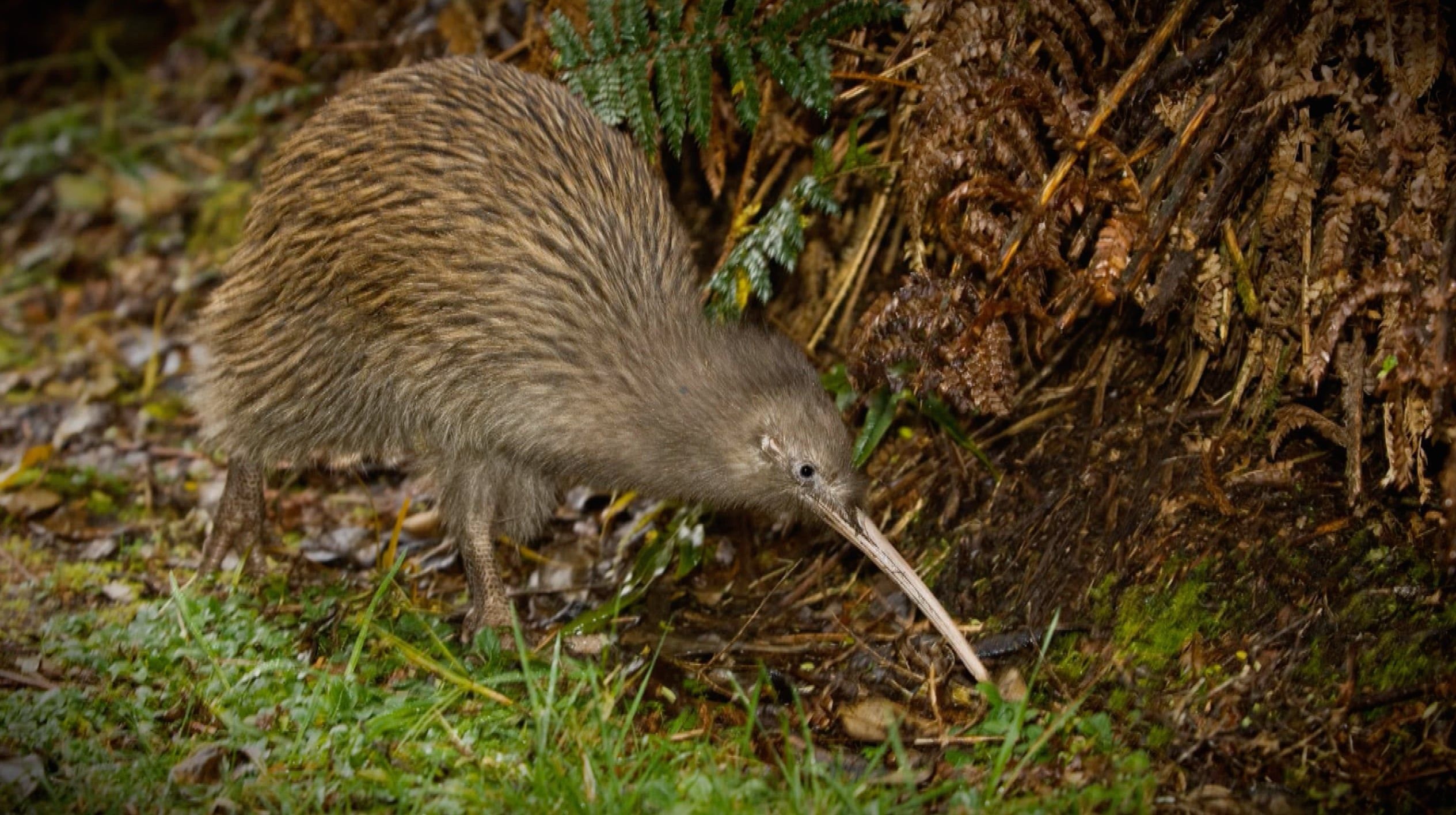 Project Mtauranga, Bringing the kiwi back, Video, Weird Animals, 2530x1420 HD Desktop