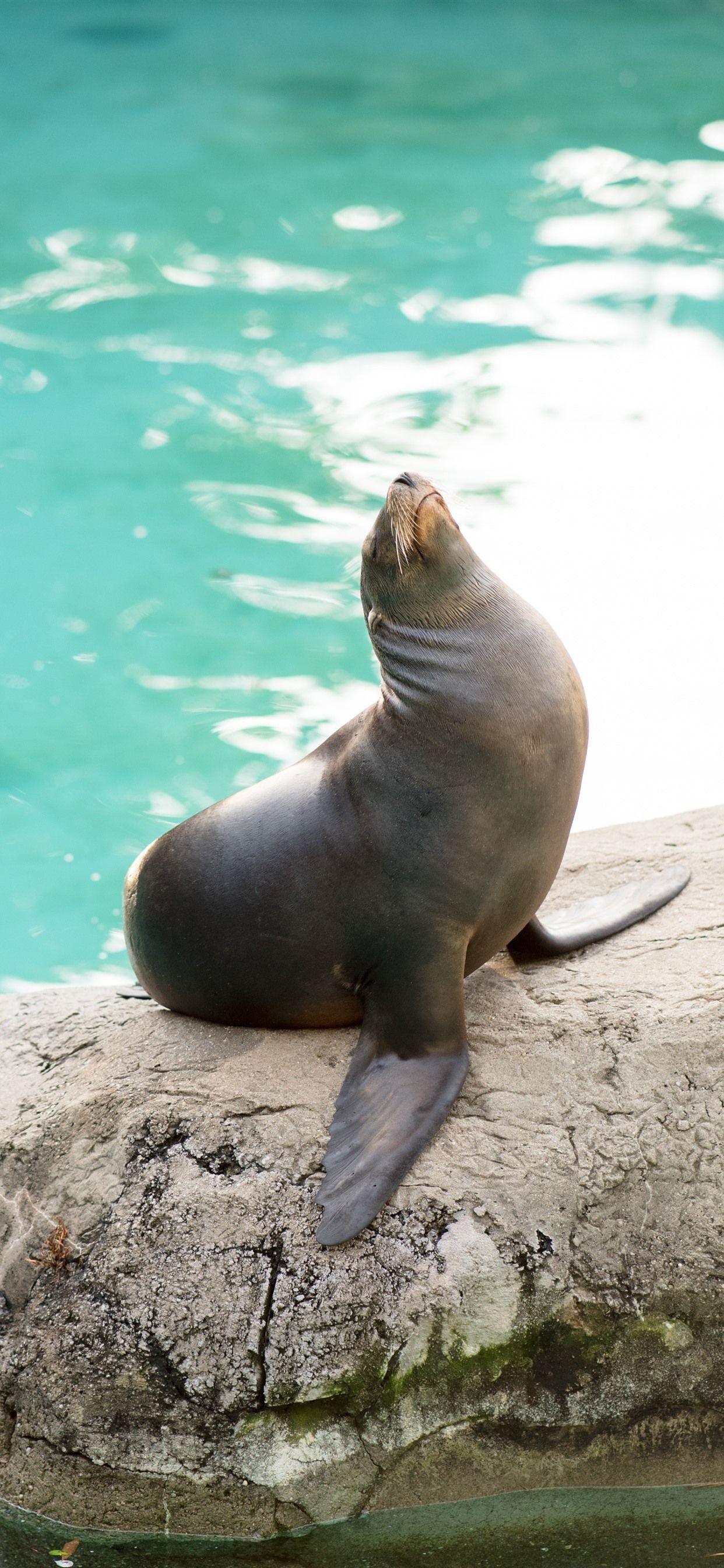 Cute seal wallpapers, Sea lion cuteness, Adorable marine creatures, iPhone backgrounds, 1250x2690 HD Phone