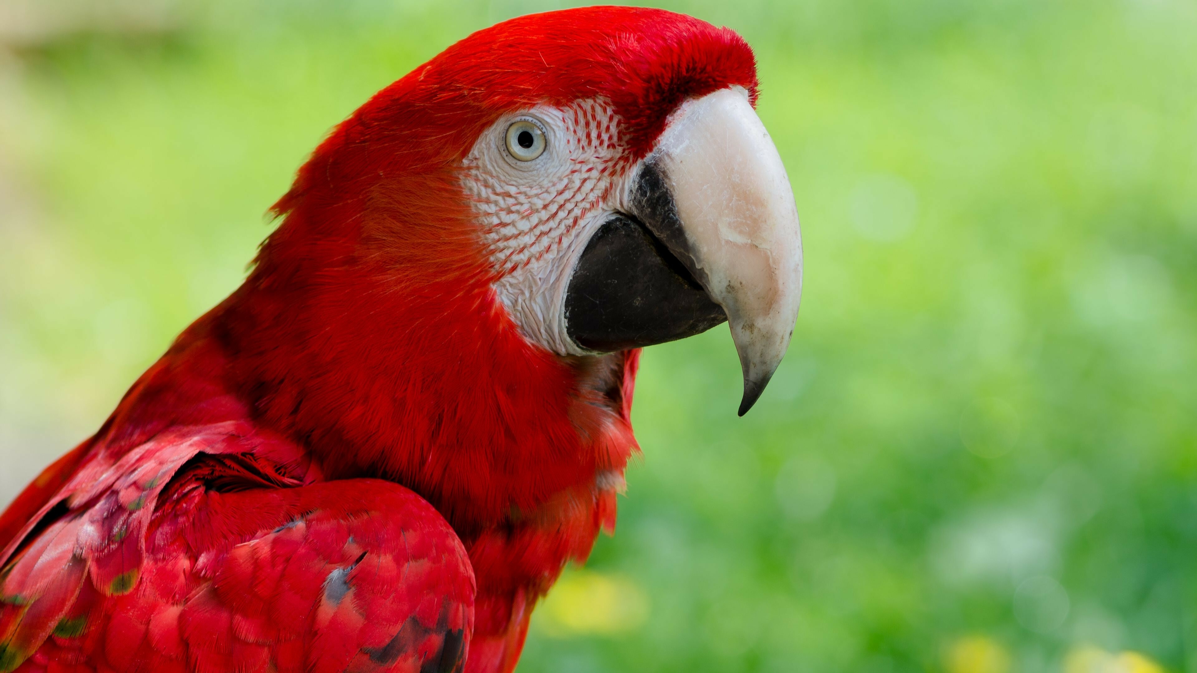 Macaw, Parrots Wallpaper, 3840x2160 4K Desktop