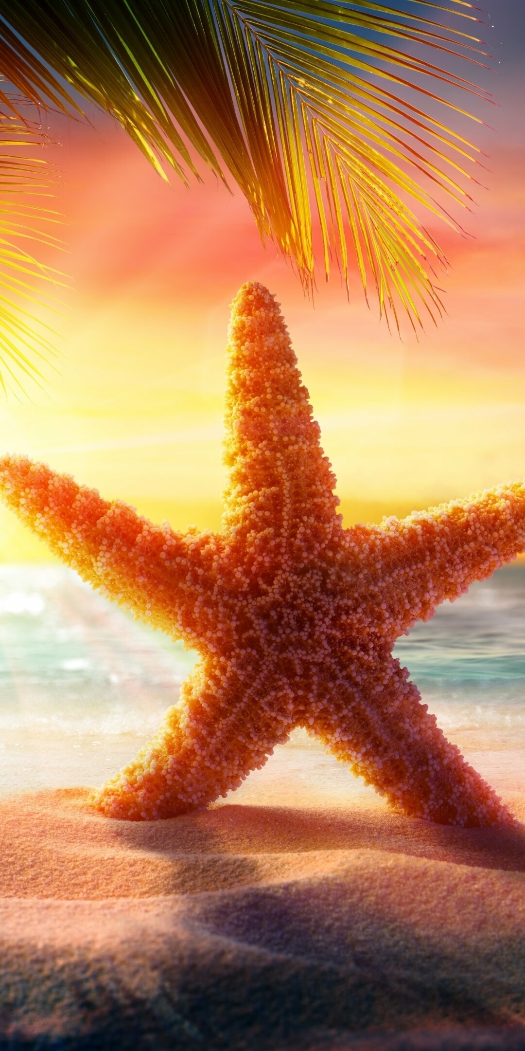 Starfish, Animal photography, Sea creatures, Vibrant colors, 1080x2160 HD Phone