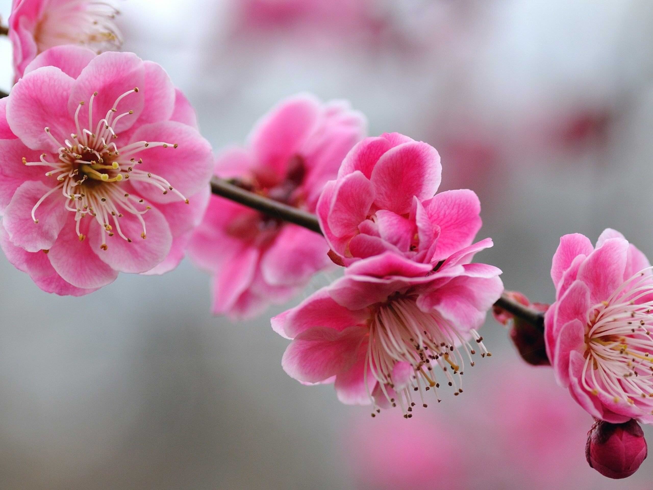 Cherry blossom, Girly Wallpaper, 2560x1920 HD Desktop