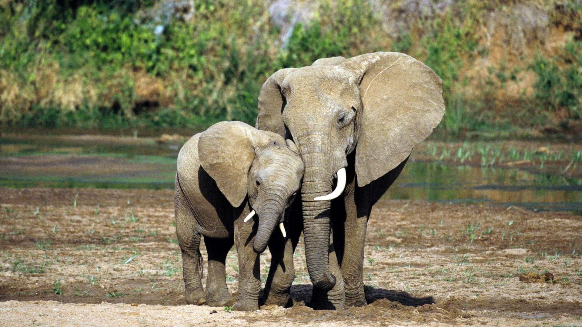 Elephant, Jungle Animal Wallpaper, 1920x1080 Full HD Desktop