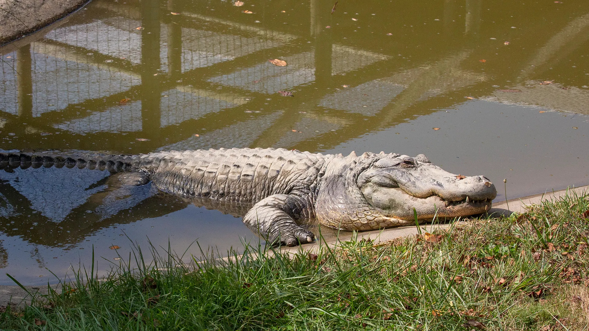 American Alligator, Lake Tobias Wildlife Park, Alligator habitat, 1920x1080 Full HD Desktop