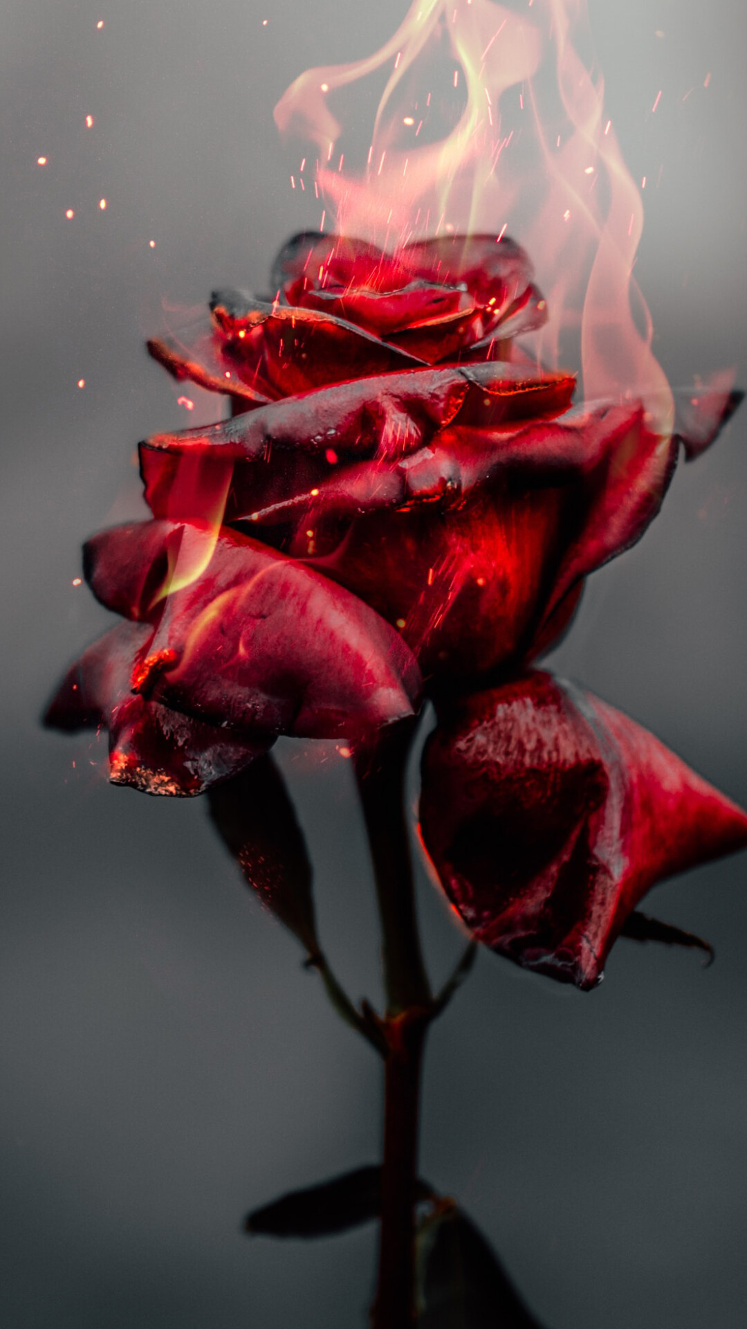 Vibrant rose, Eye-catching colors, Nature's masterpiece, Striking beauty, 1080x1920 Full HD Phone