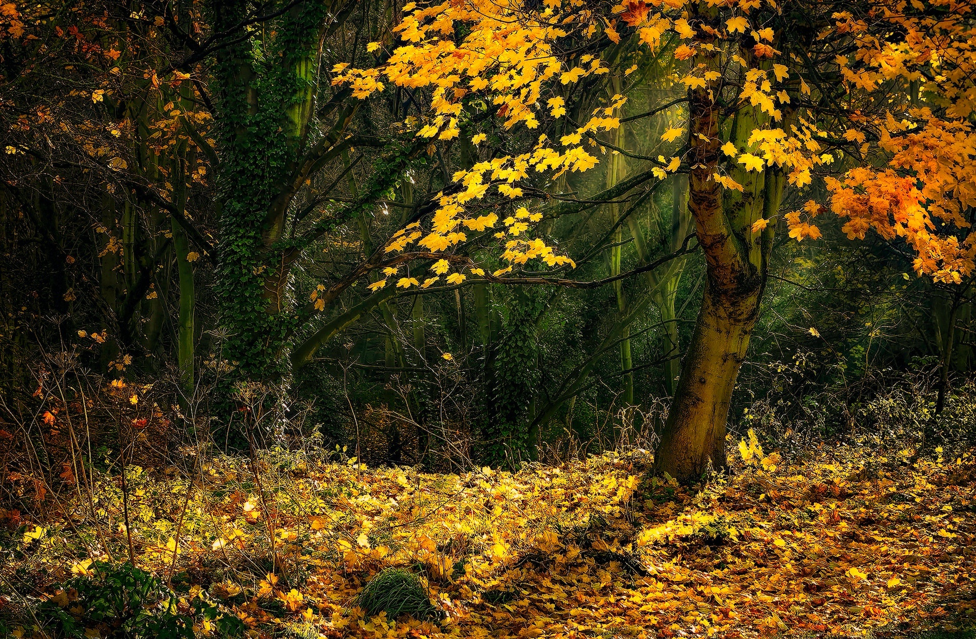 Maple Tree, Nature's beauty, HD wall, Serene scenery, 1920x1260 HD Desktop