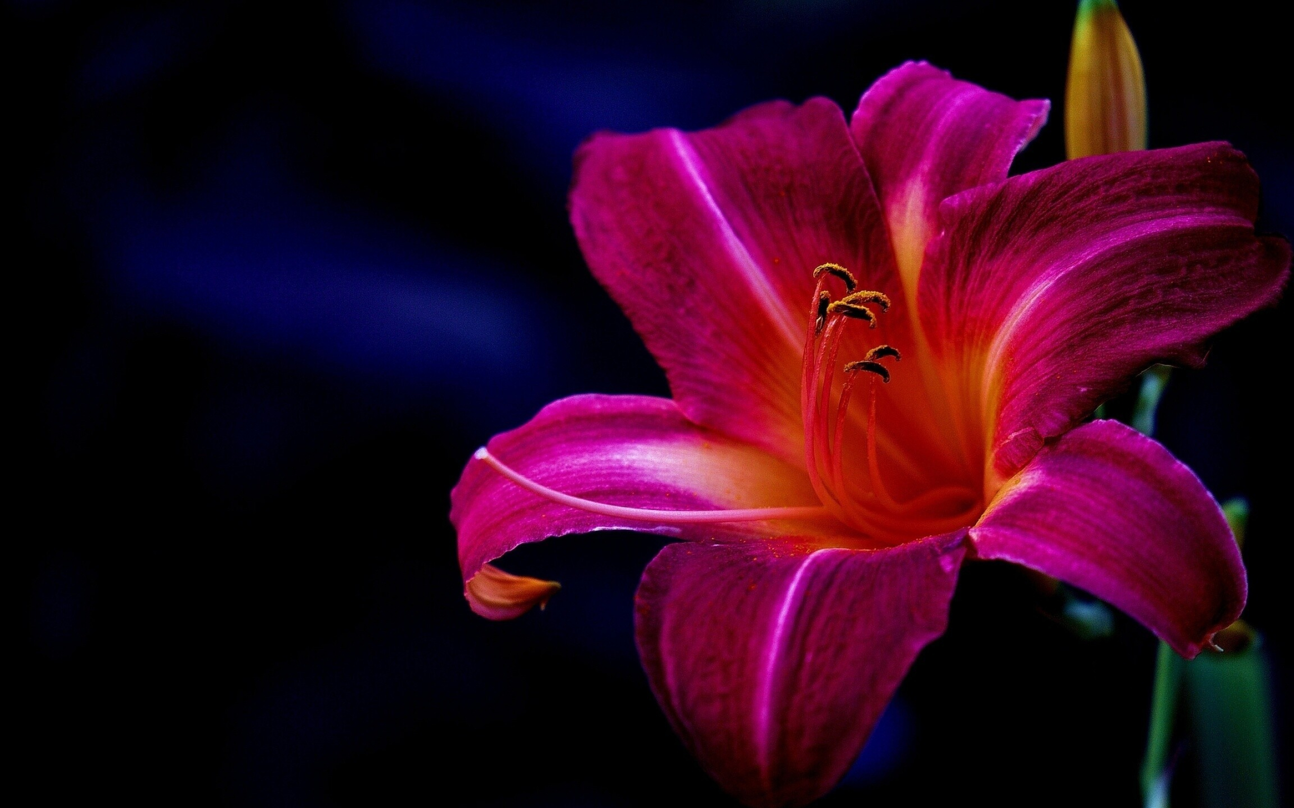Purple lilies, Floral beauty, Stunning wallpaper, Beautiful flowers, 2560x1600 HD Desktop