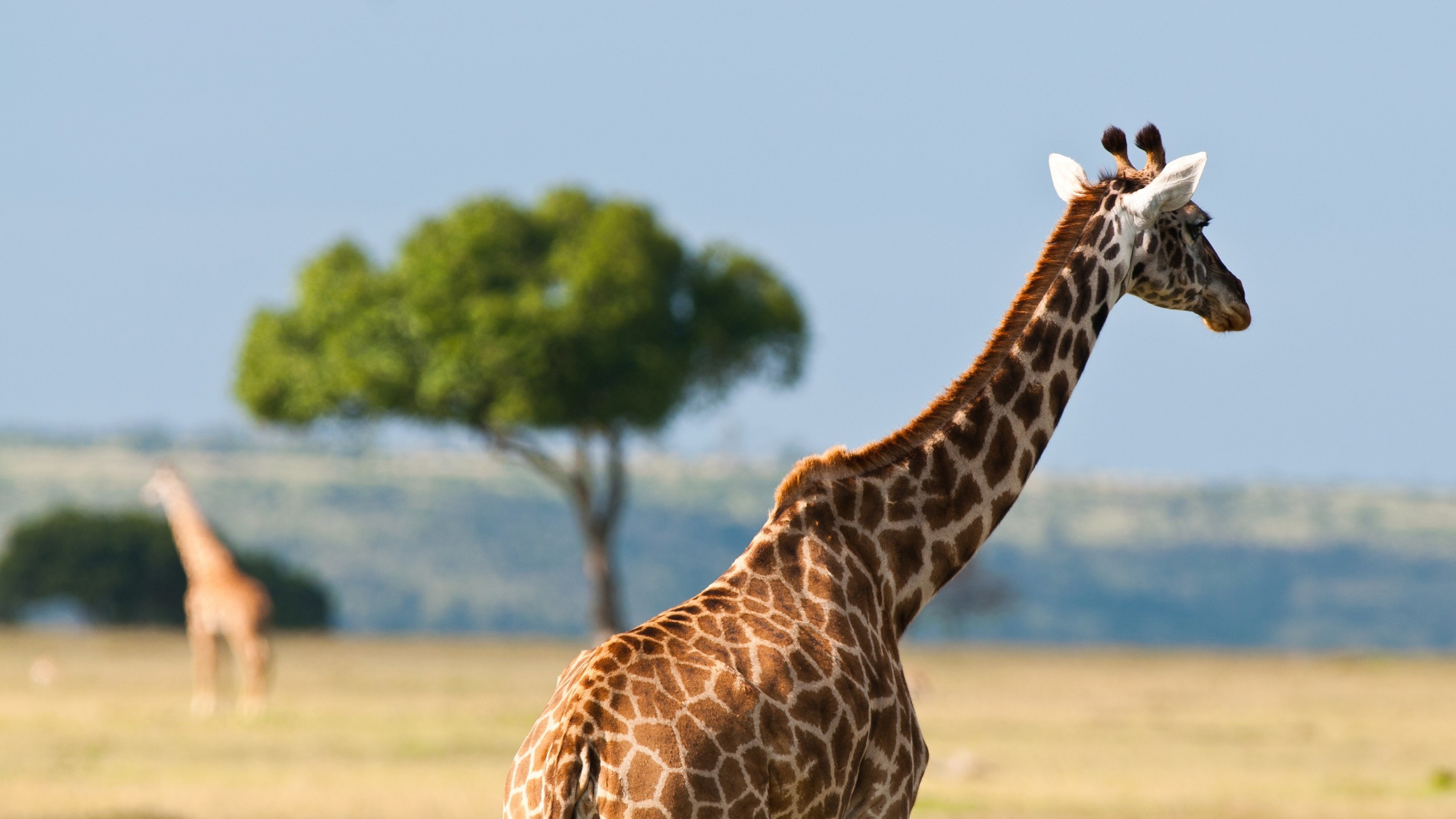 Giraffe back Africa desert, 4K ultra HD, 3840x2160 4K Desktop