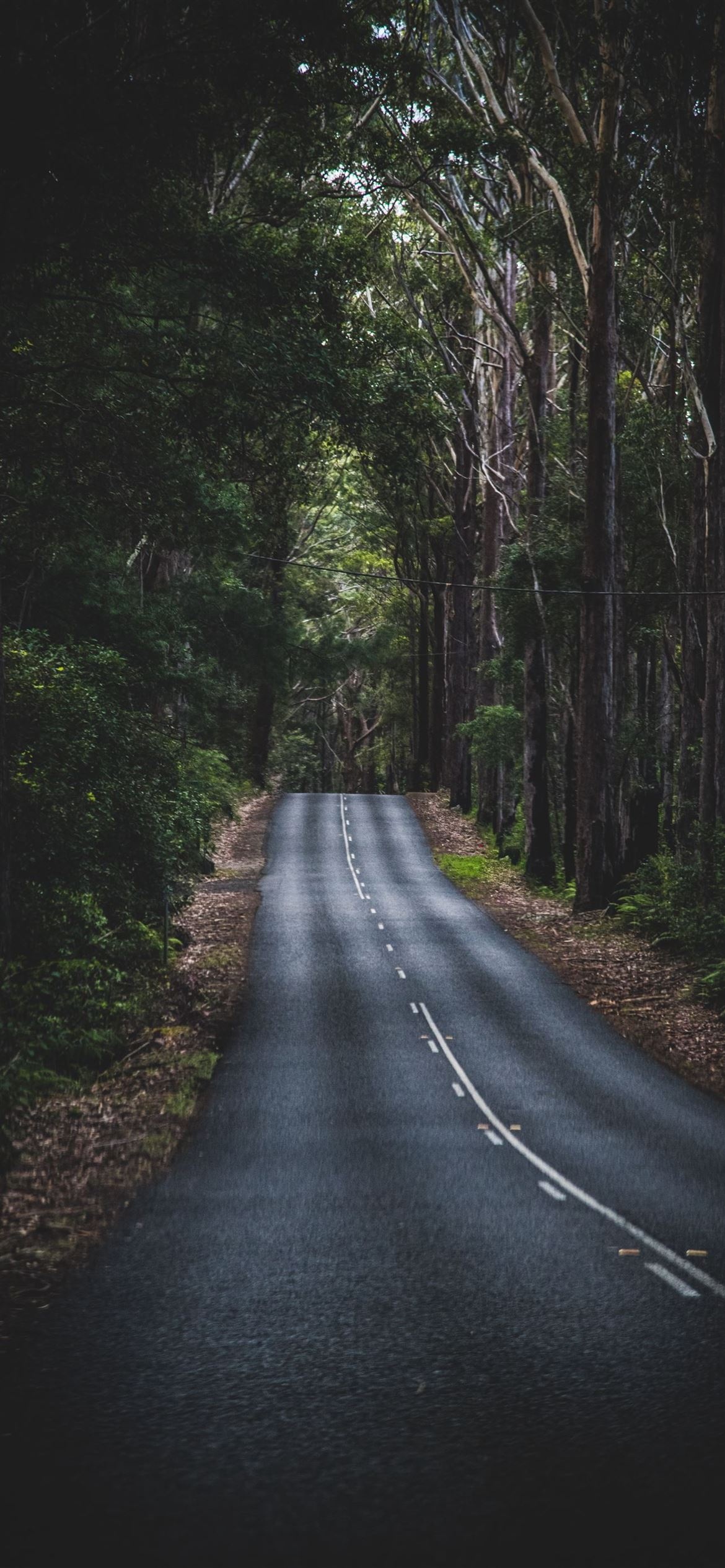 winding asphalt road, tall eucalyptus forest, dashed white centerline, HD Phone wallpaper