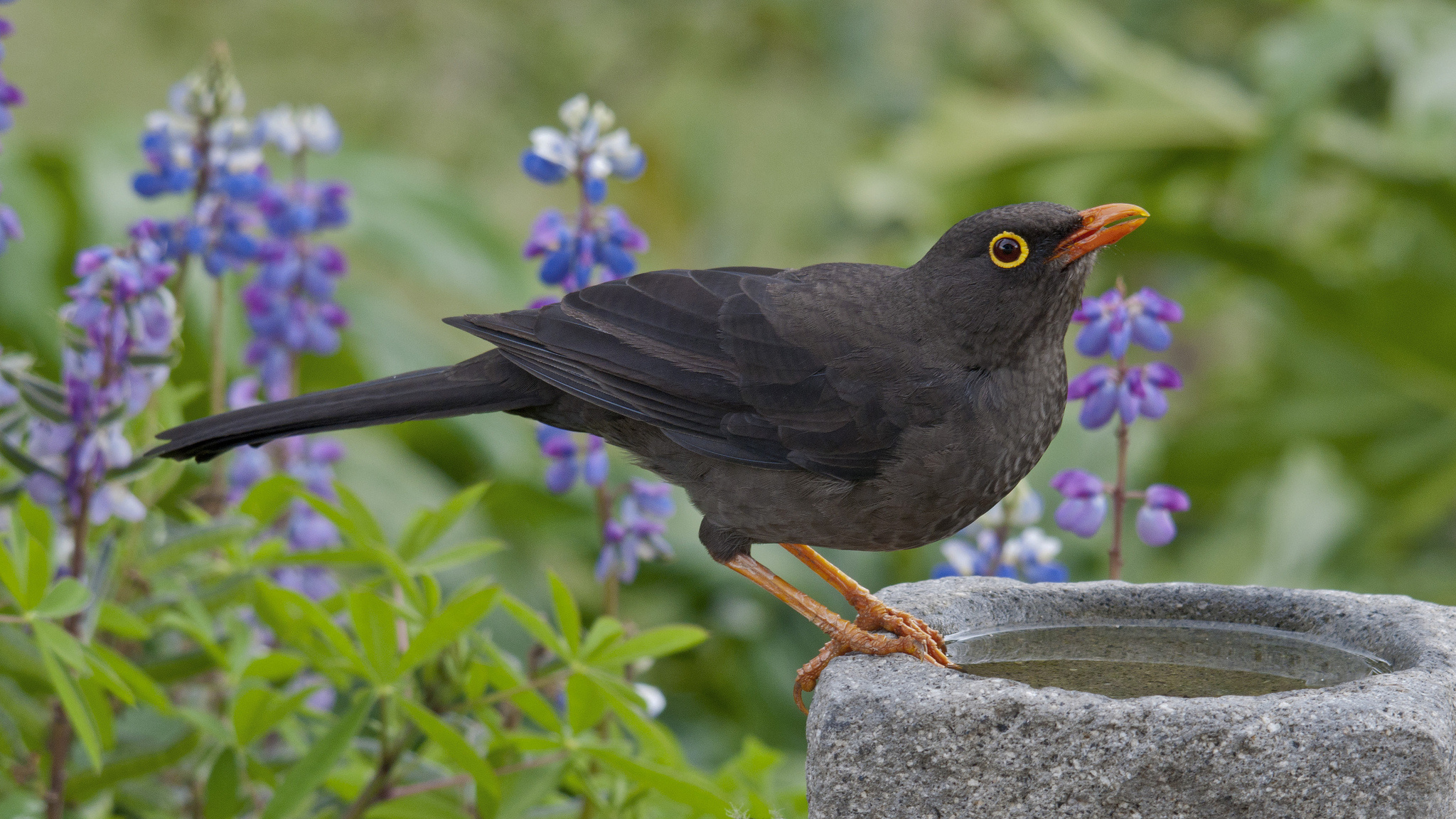 Common Blackbird, HQ wallpapers, Beautiful bird species, Feathered creature, 2050x1160 HD Desktop