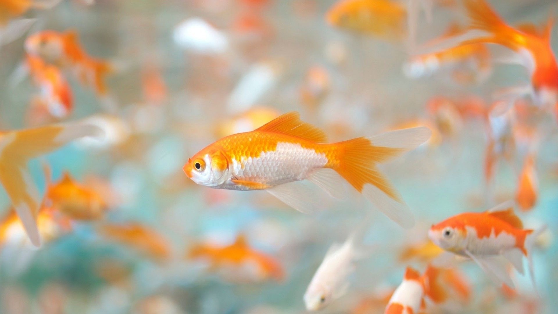 Goldfish, Multiple wallpapers, 1920x1080 Full HD Desktop