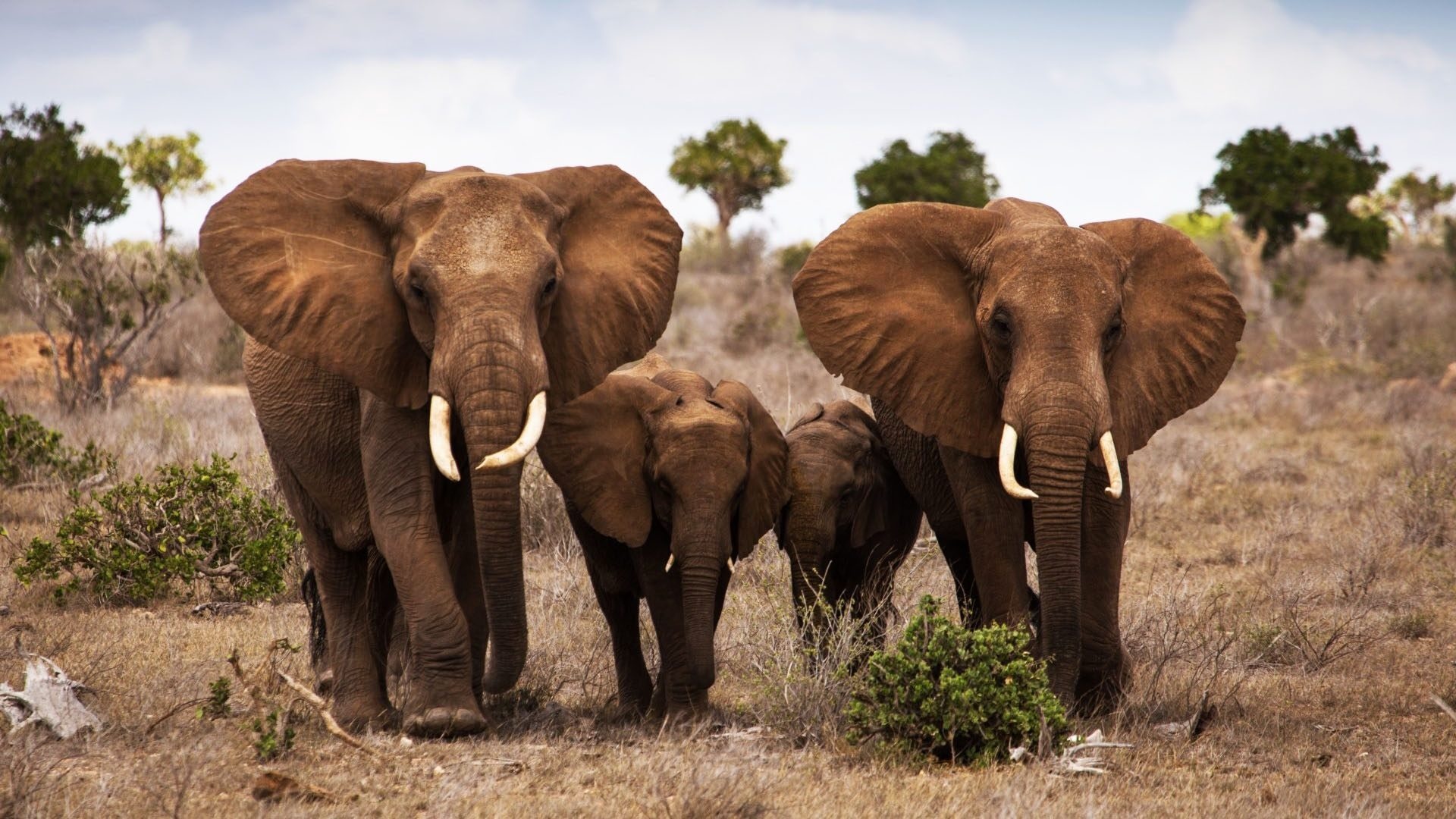 Elephants, Family Wallpaper, 1920x1080 Full HD Desktop