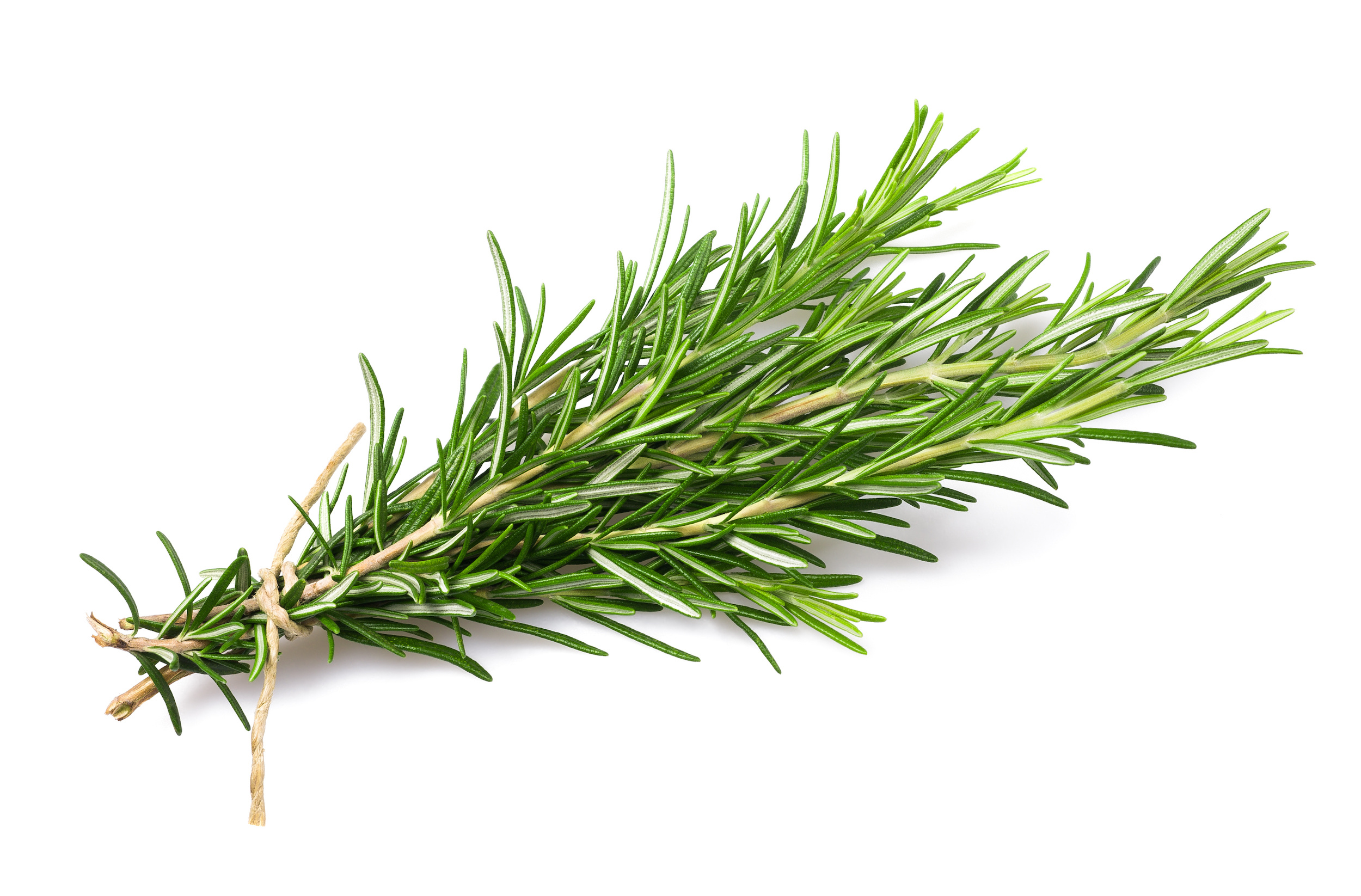 Rosemary floral water, Essential oils, Norfolk essential, Floral water, 2500x1650 HD Desktop