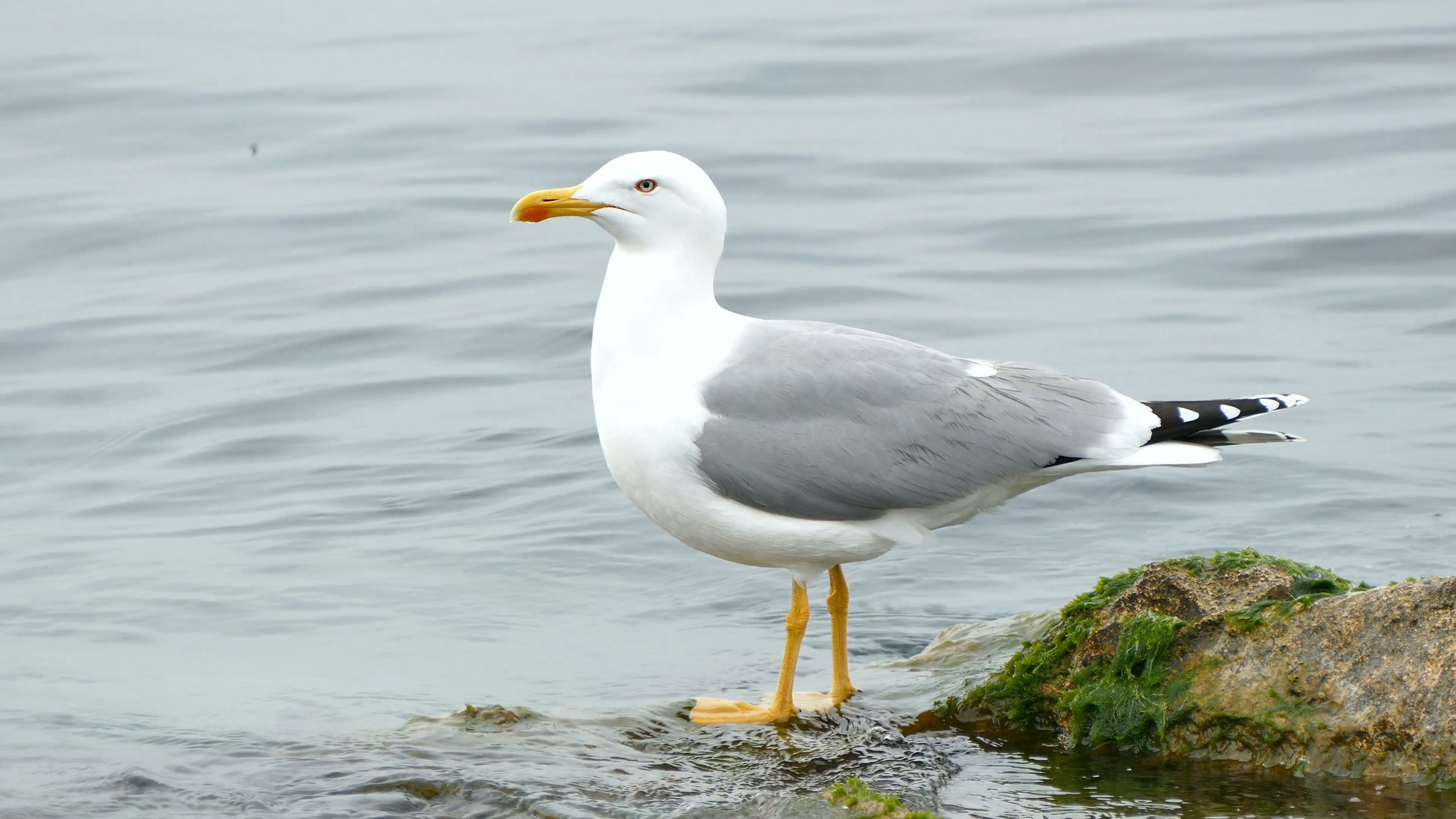 Seagull, Standing, Animal, Bird, 3840x2160 4K Desktop