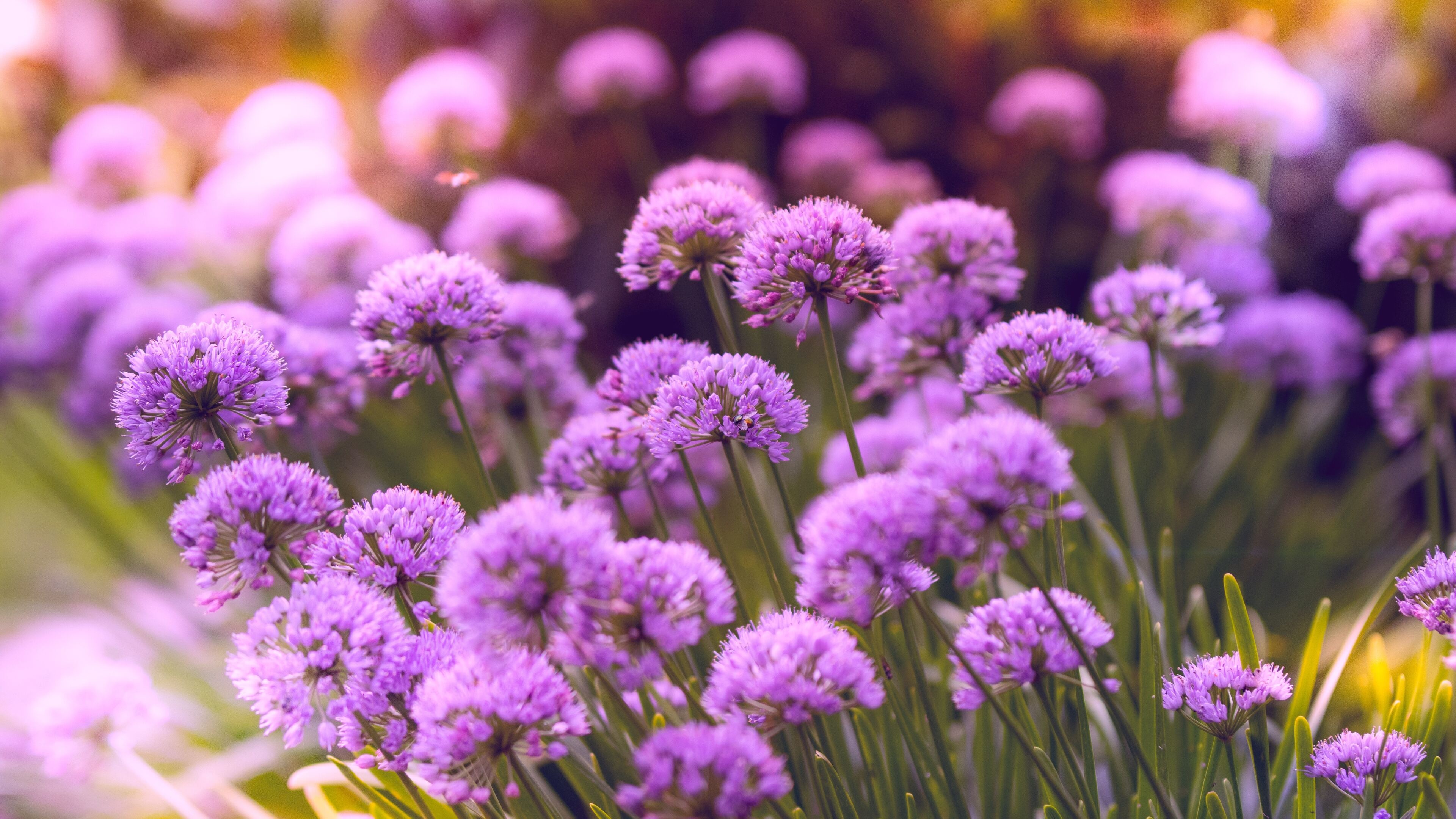 Purple flowers 5k, 4k HD, Wallpapers, Images, 3840x2160 4K Desktop