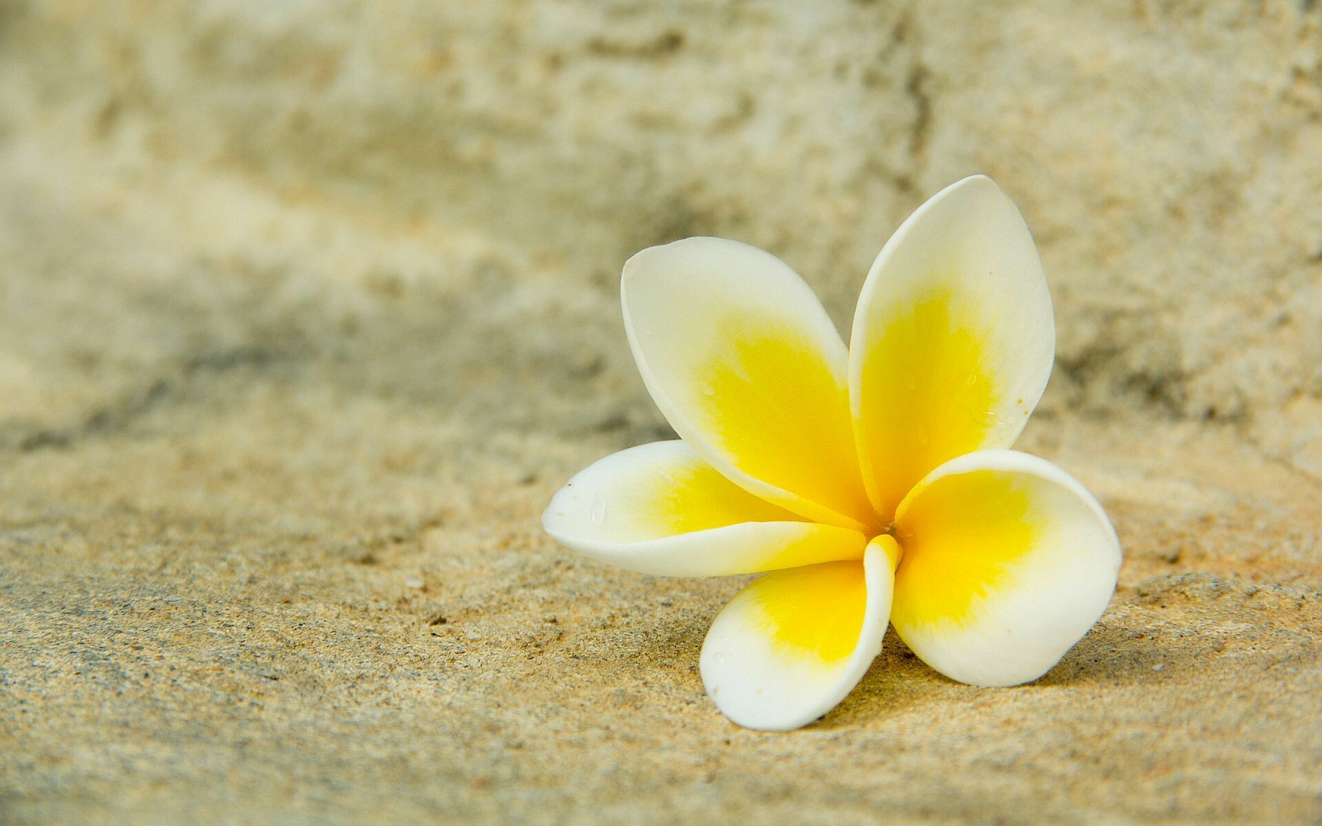 Single Flower, Plumeria Wallpaper, 1920x1200 HD Desktop