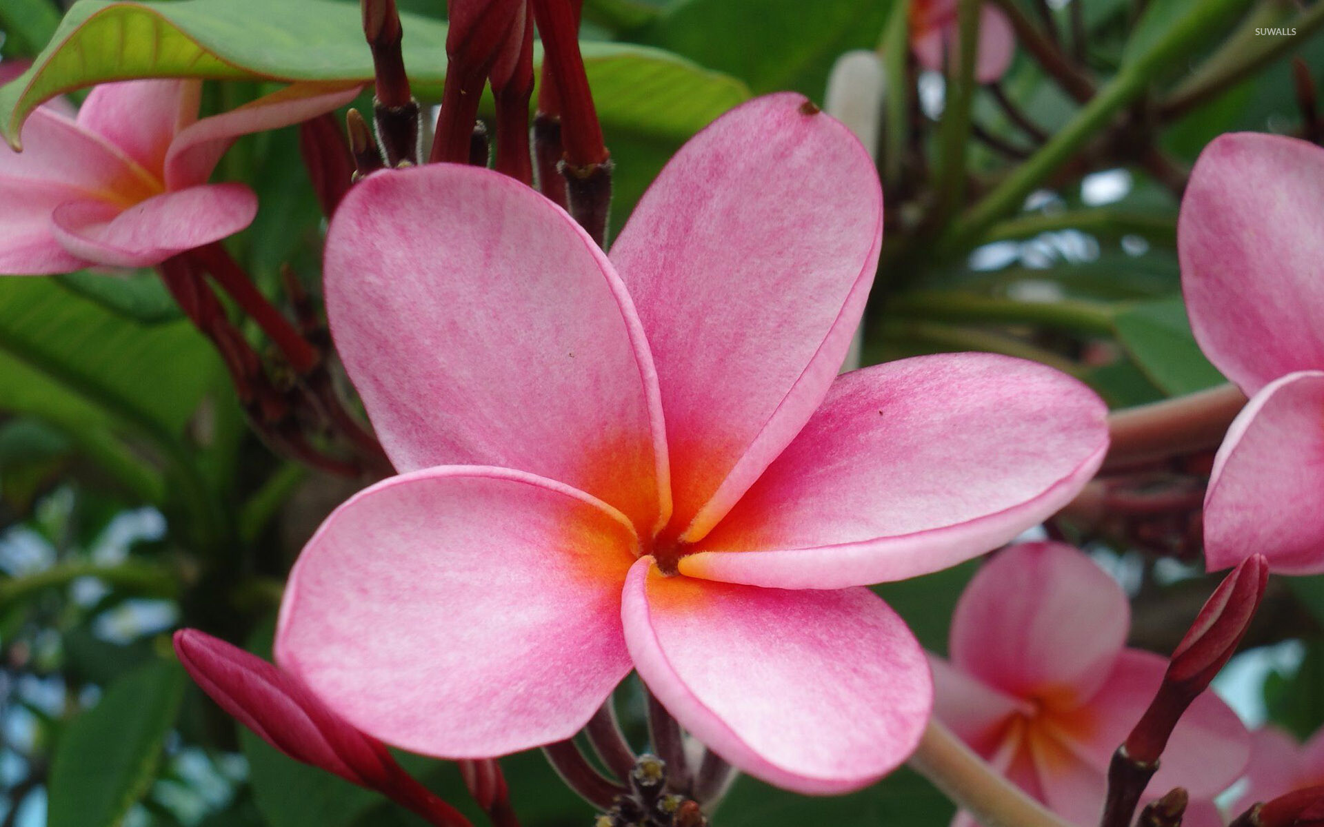 Pink plumeria, Flower wallpapers, Colorful backdrop, Tropical paradise, 1920x1200 HD Desktop