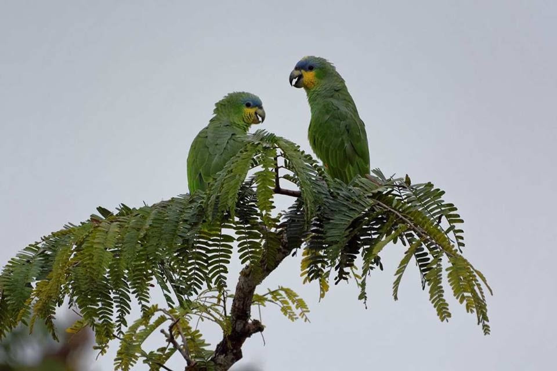 Cuyabeno National Park adventure, Amazon jungle lodge, Green forest ecolodge, Unforgettable tours, 1920x1280 HD Desktop