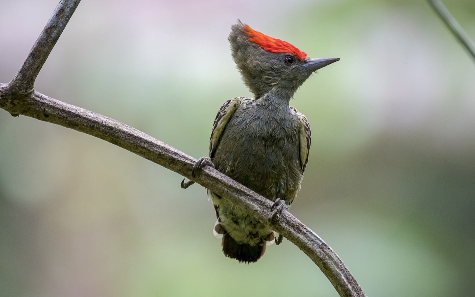 Woodpecker on branch, Wildlife beauty, Forest scenery, Captivating wallpaper, 1920x1200 HD Desktop