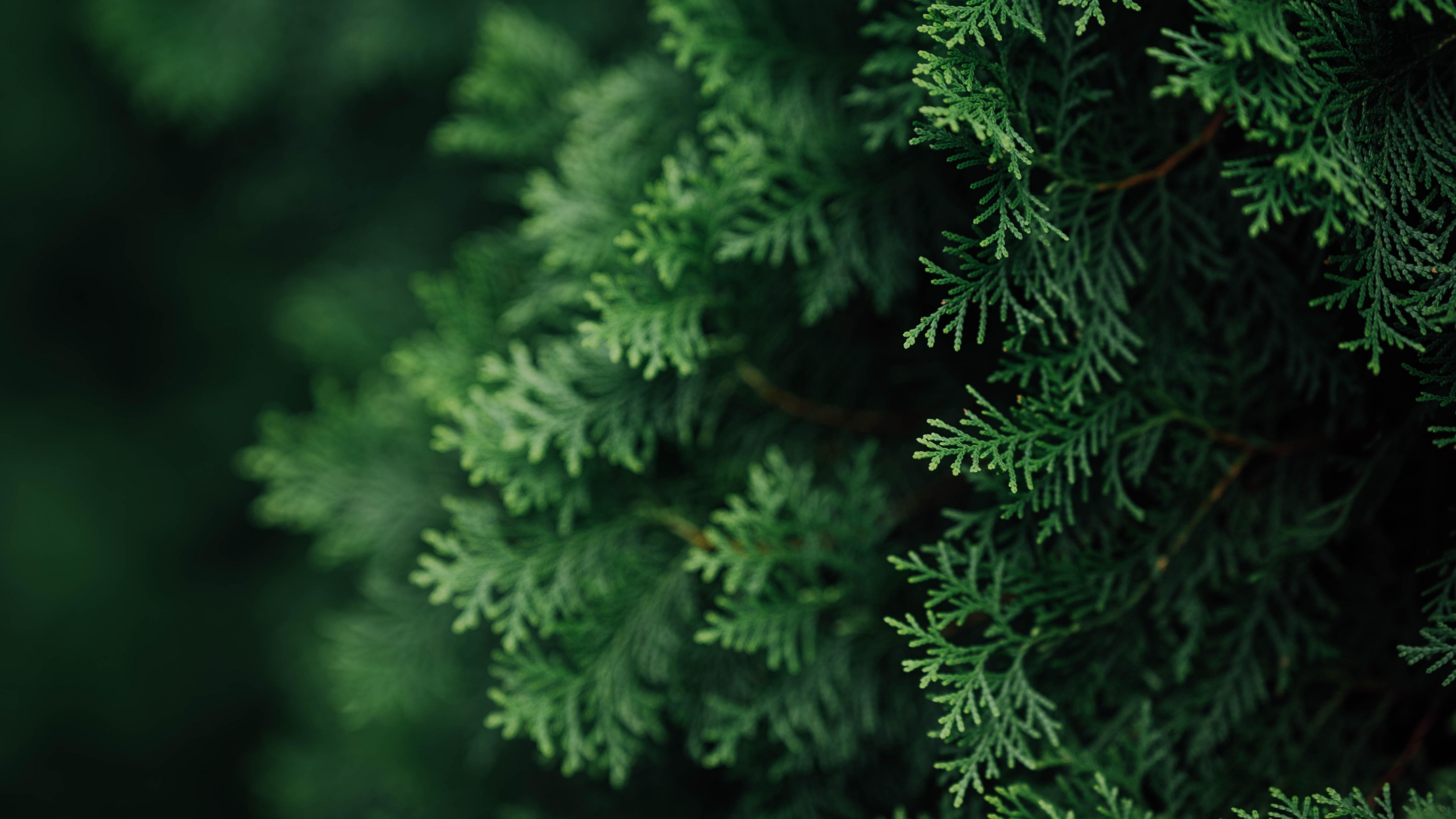 Branches macro, Green needles, Widescreen view, HD definition, 3840x2160 4K Desktop