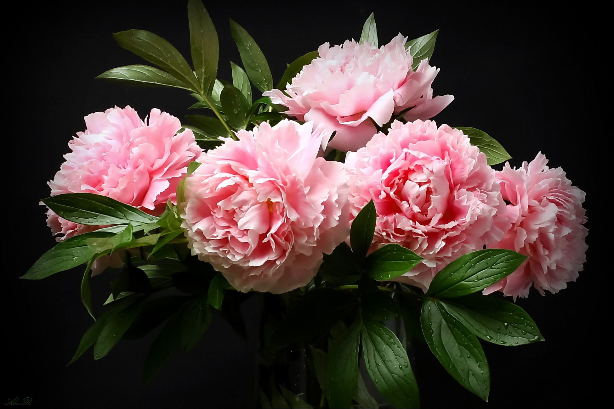 Pink peony bouquet, Dew-speckled green leaves, Black studio background, HD Desktop wallpaper