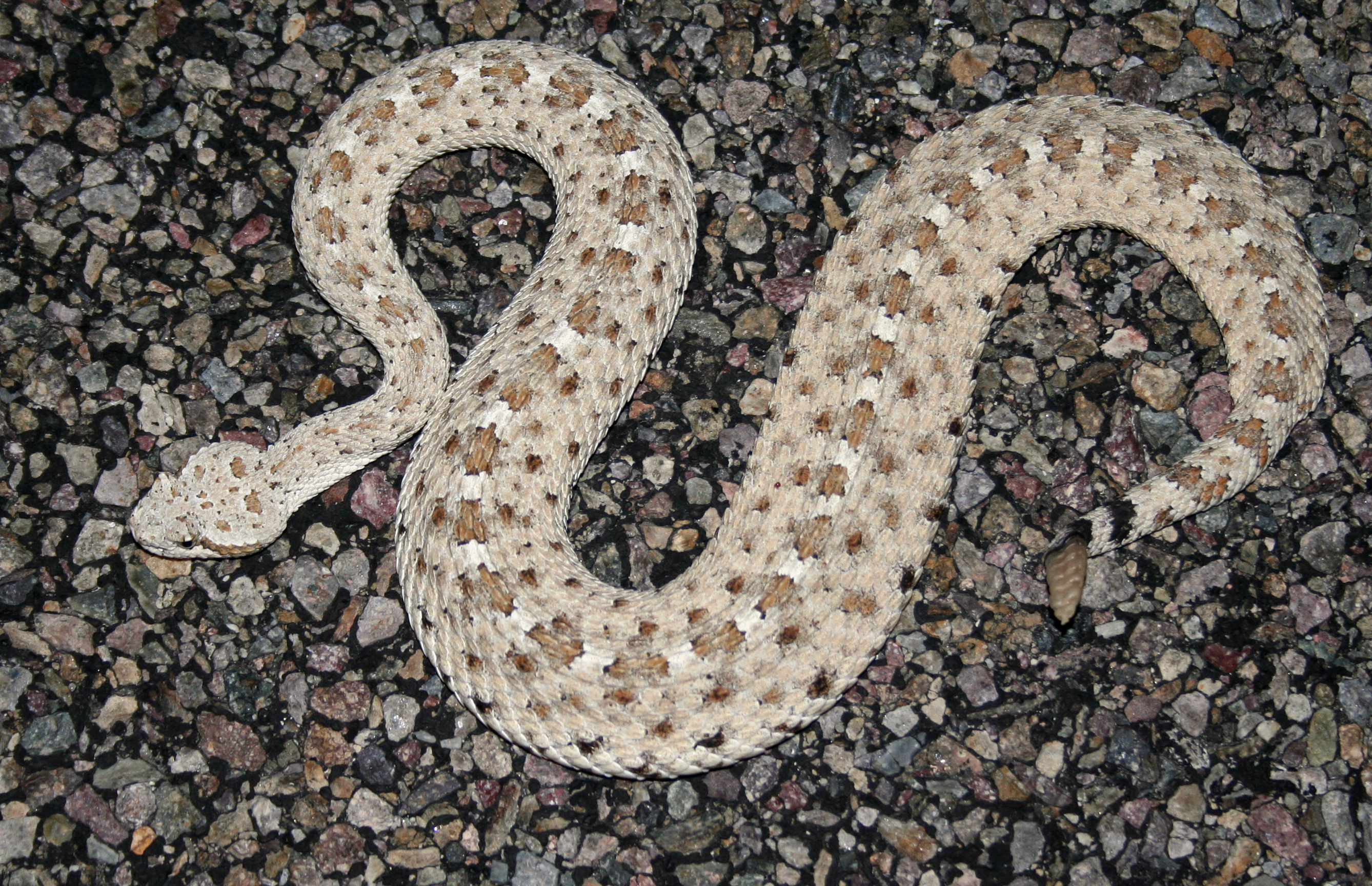 Colorado Desert sidewinder, Rattlesnake Wallpaper, 2680x1730 HD Desktop
