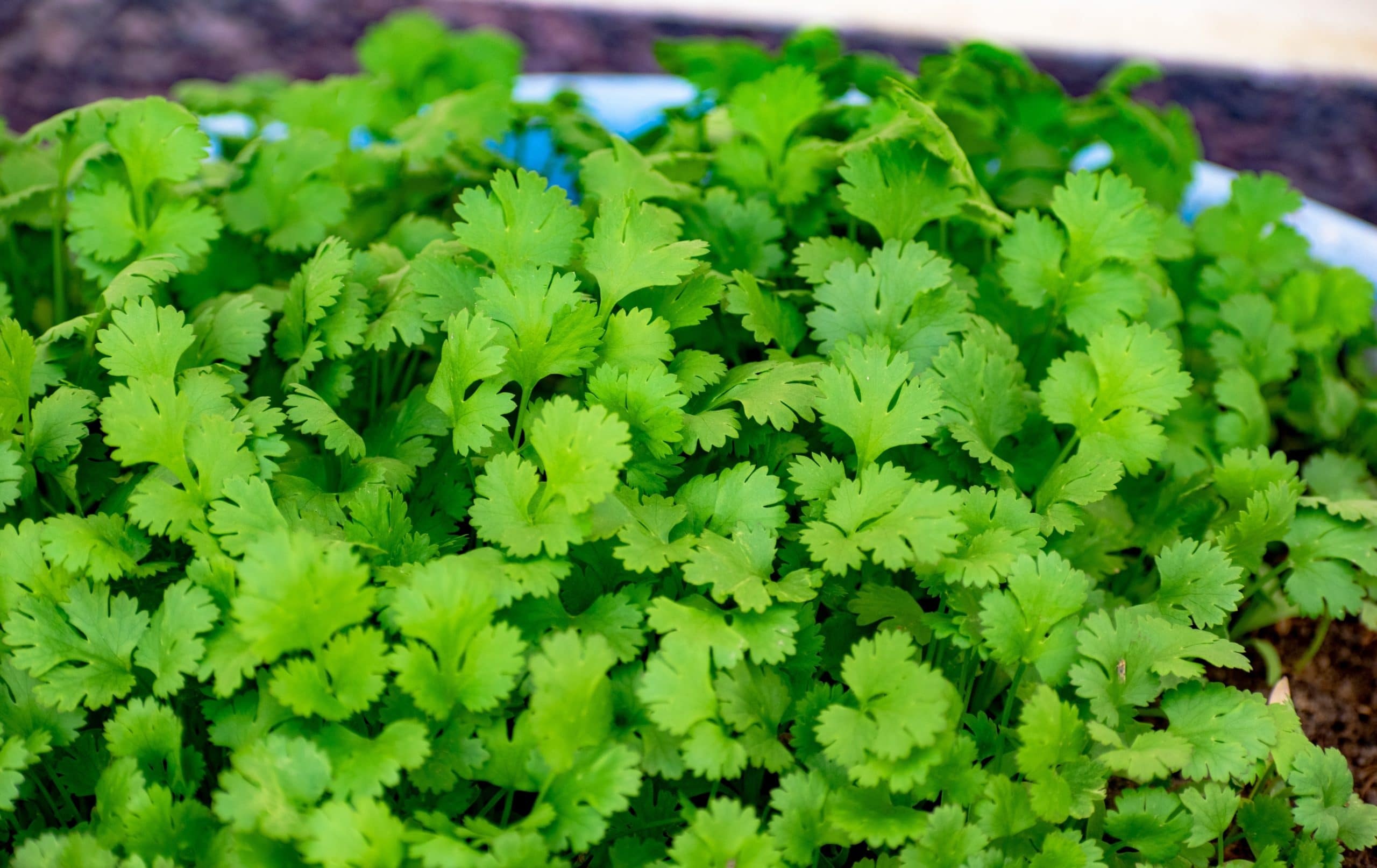 Health benefits, Cilantro and coriander, Ayurvedic remedies, John Douillard, 2560x1620 HD Desktop