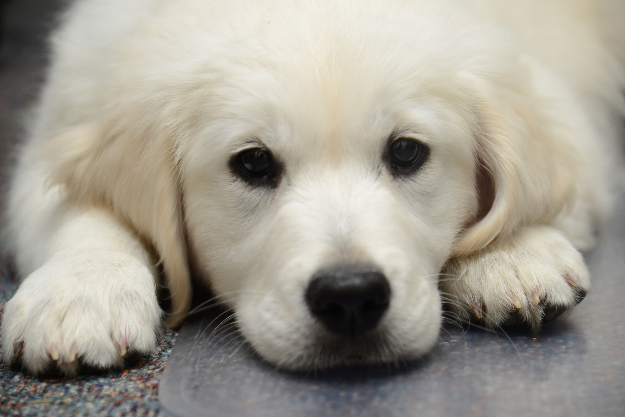 Great pyrenees, Farm dog, Mazikeen, Anatolian shepherd, 2000x1340 HD Desktop