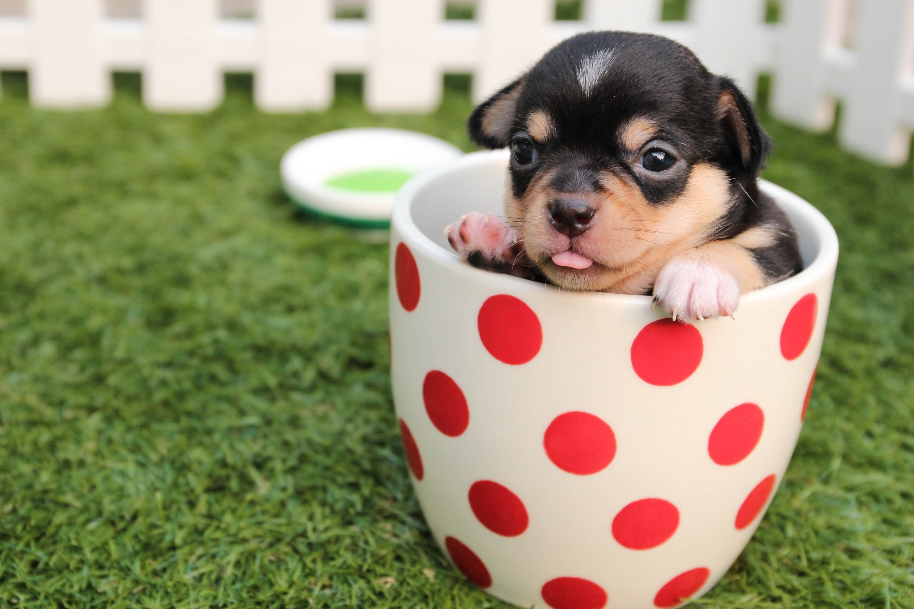 Teacup Chihuahua puppy, Red polka dot mug, Green grass lawn, HD Desktop wallpaper