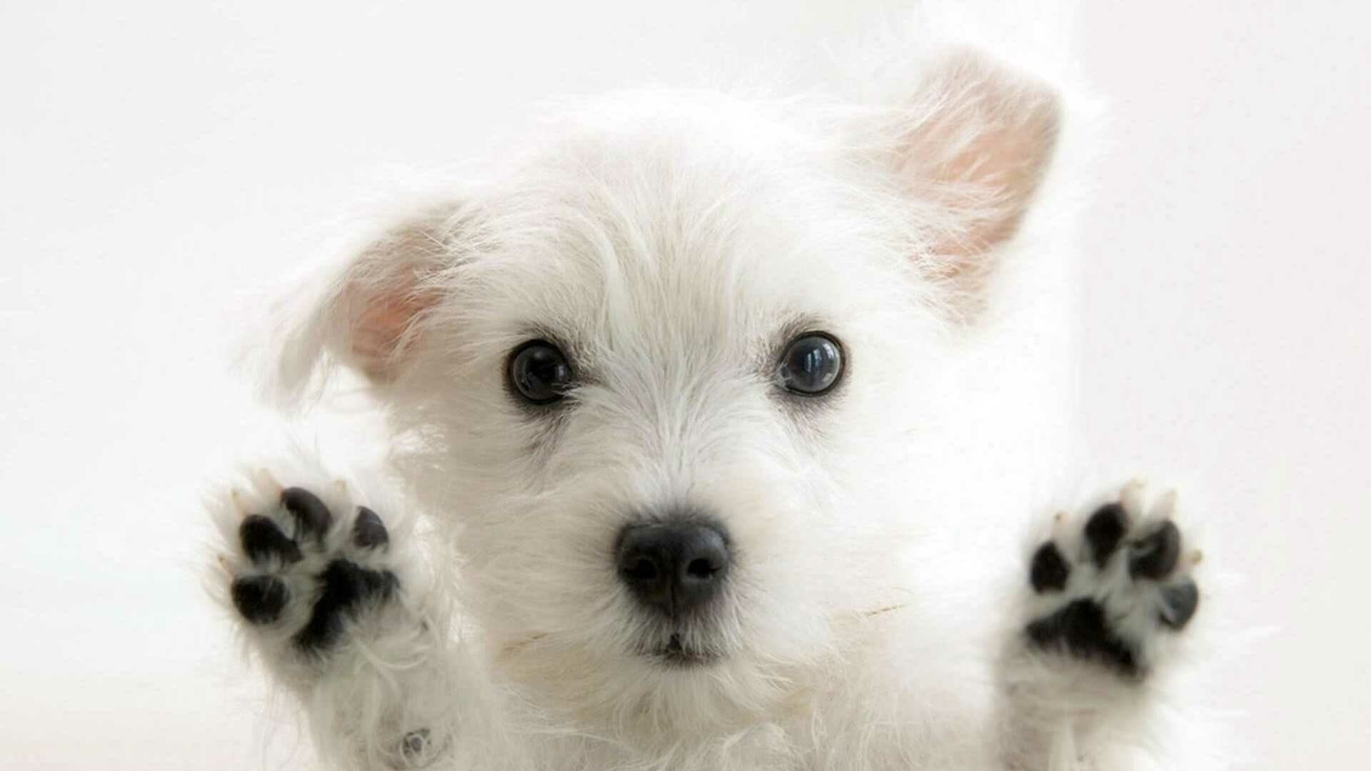 Dog, stylish dog, trendy pet, fashionable, 1920x1080 Full HD Desktop