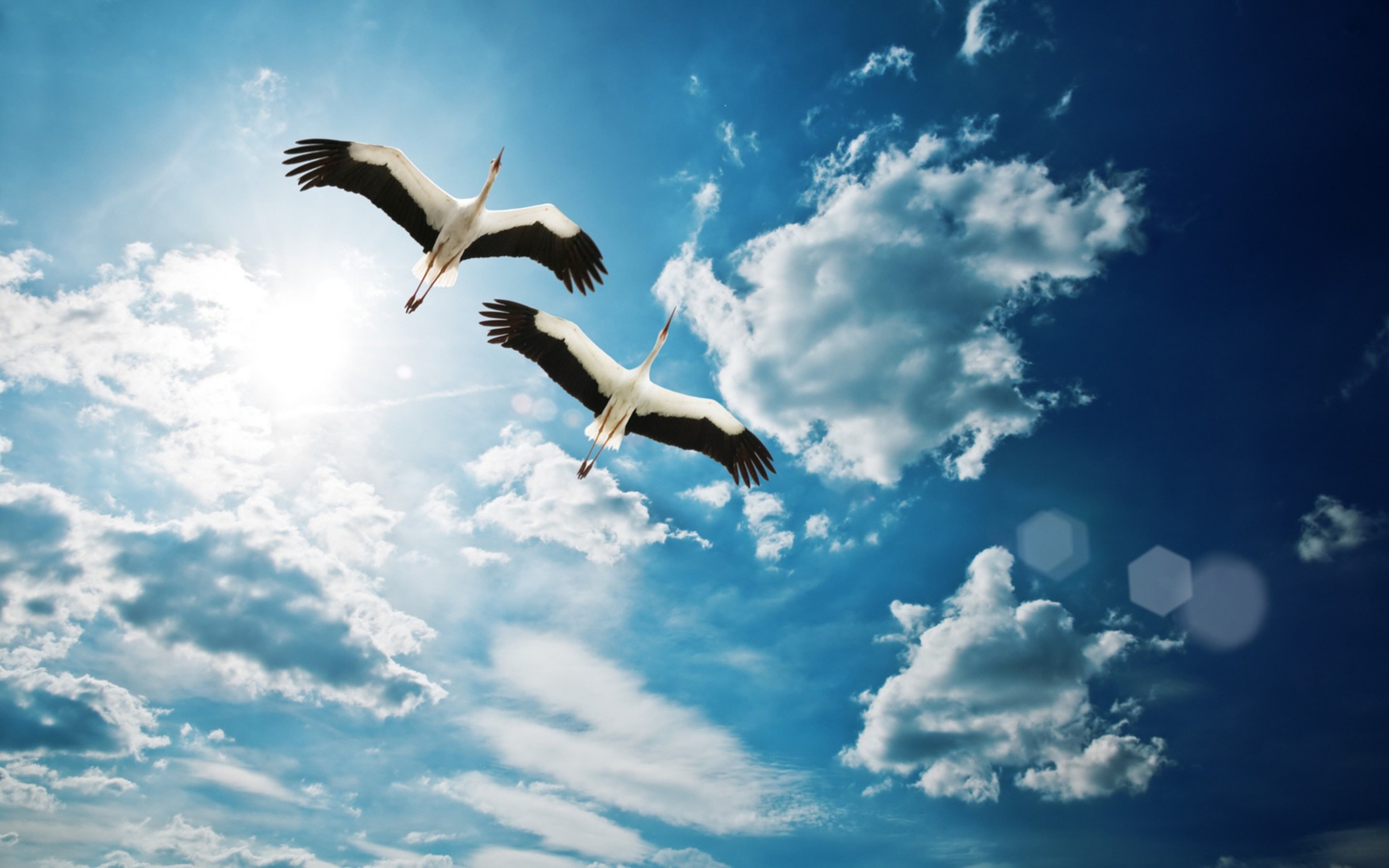 Stork wallpaper, Heartwarming scene, Seamless download, Complementary devices, 2880x1800 HD Desktop