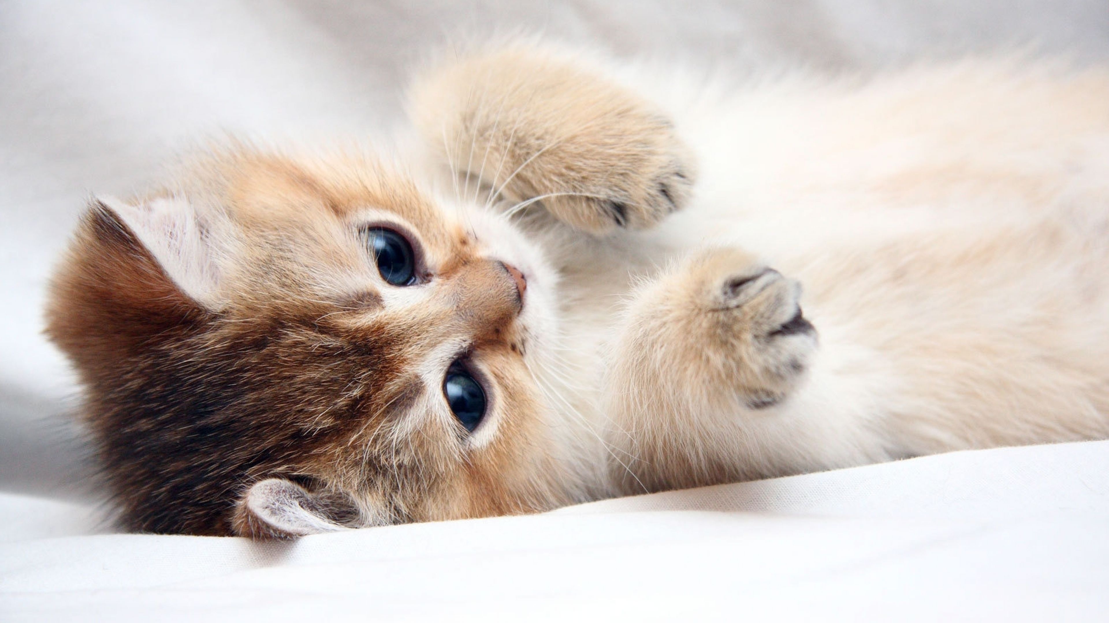 golden British Shorthair kitten, kitten lying on back, white bed sheet, 4K Desktop wallpaper