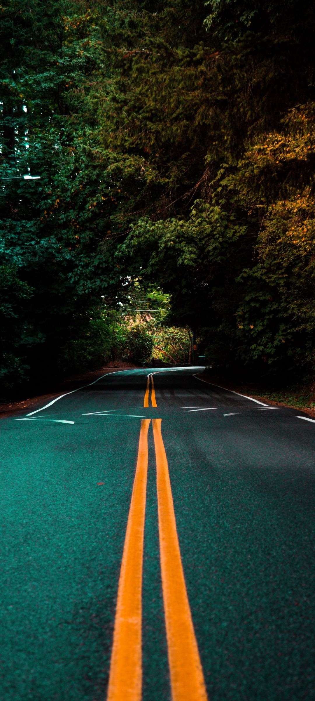 winding asphalt road, double yellow lines, dense forest canopy, HD Phone wallpaper