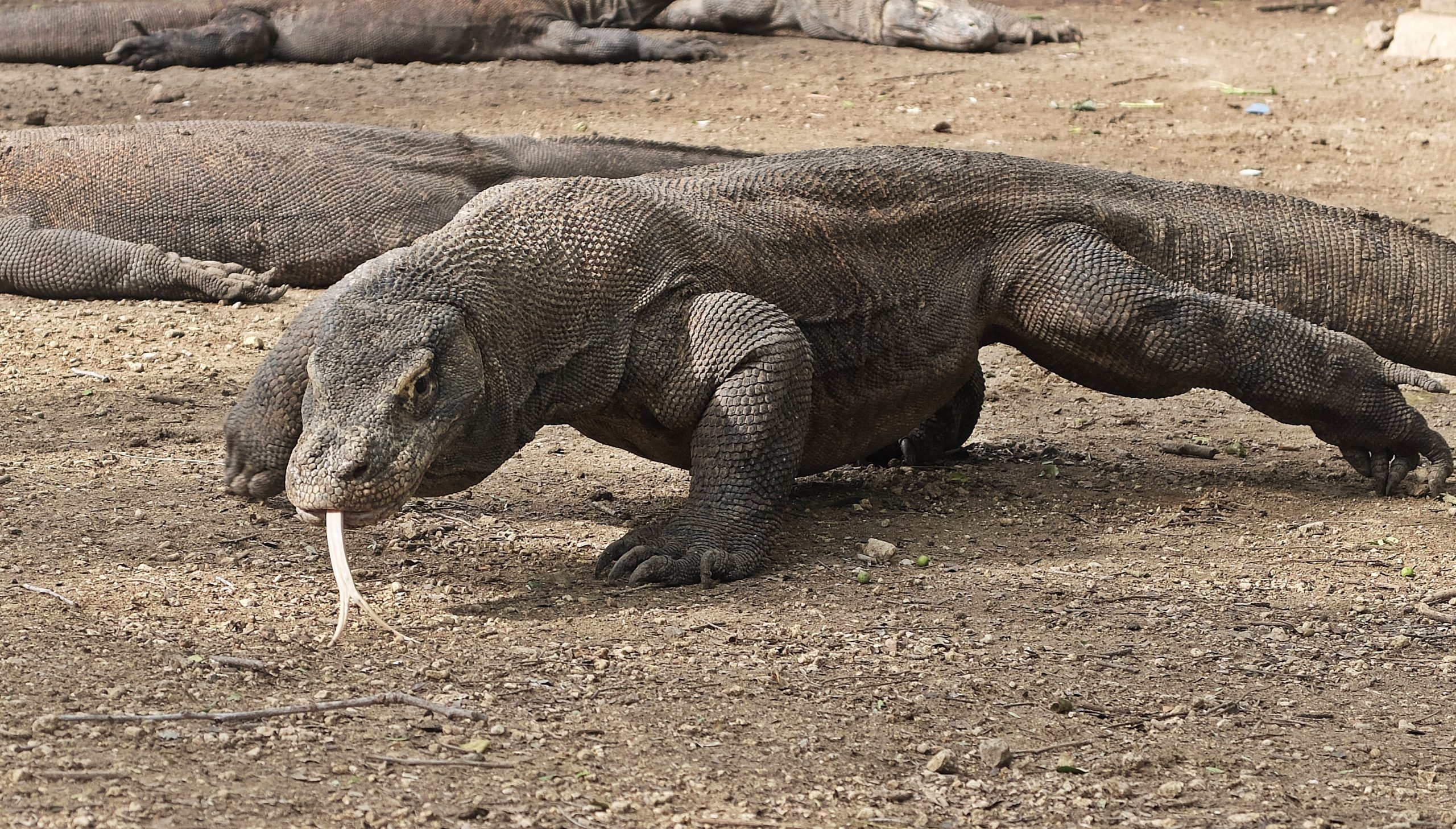 Komodo Island, Ocean Queen, Welcome to, Tourism, 2560x1460 HD Desktop