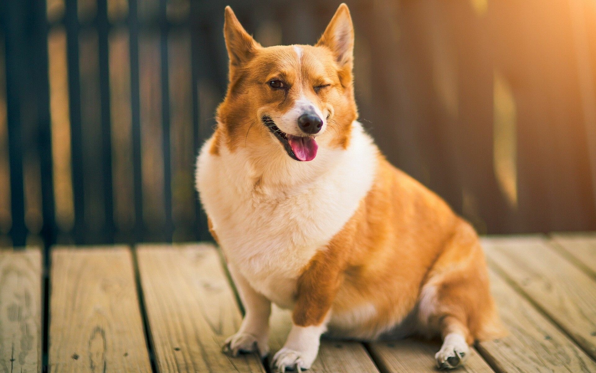 Welsh Corgi, Desktop wallpapers, High-quality backgrounds, 1920x1200 HD Desktop