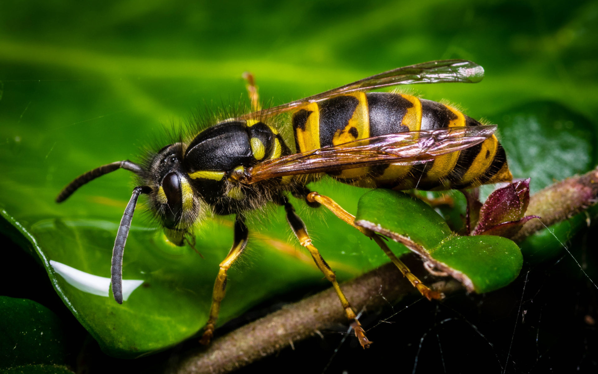 Wasp on field, Eryngo blossom, Animal wallpapers, Mobile and tablet, 1920x1200 HD Desktop