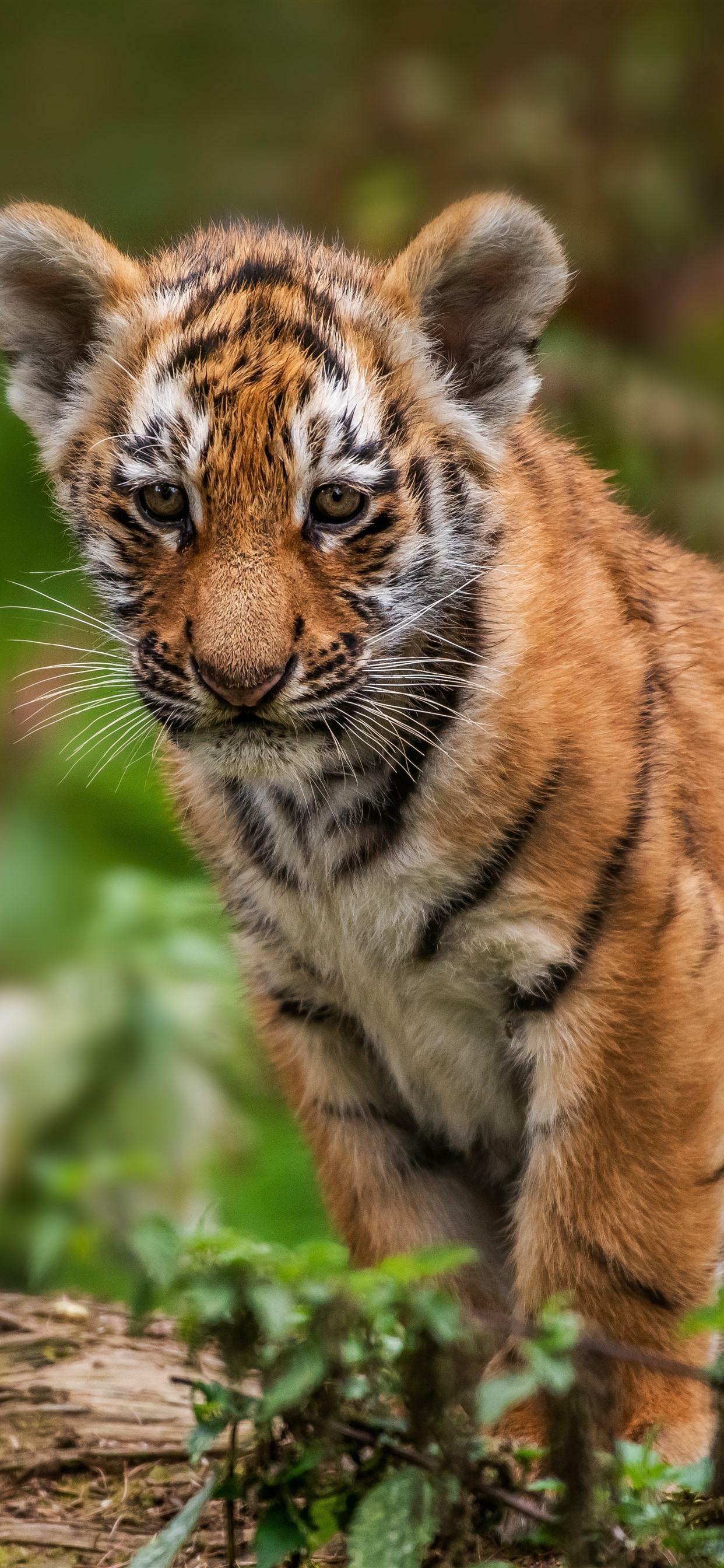 Captivating tiger cubs, Innocent wonder, Endearing youth, Untamed joy, 1250x2690 HD Phone