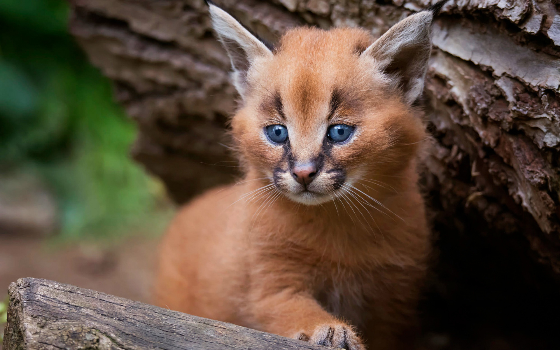 Small lynx cub, Cute wildlife, Steppe lynx, High-quality desktop wallpaper, 1920x1200 HD Desktop