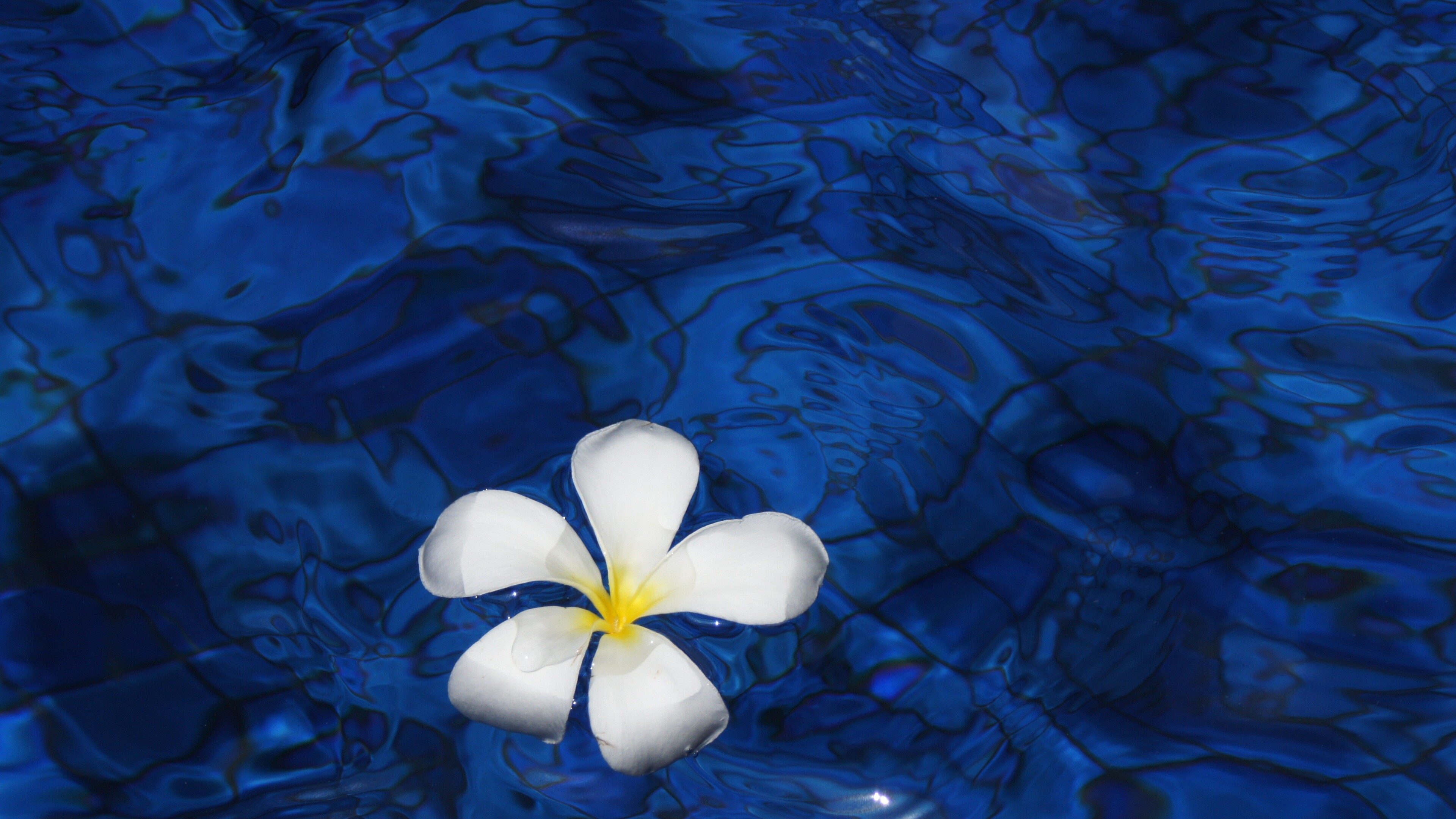 Plumeria alba, Frangipani Flowers Wallpaper, 3840x2160 4K Desktop