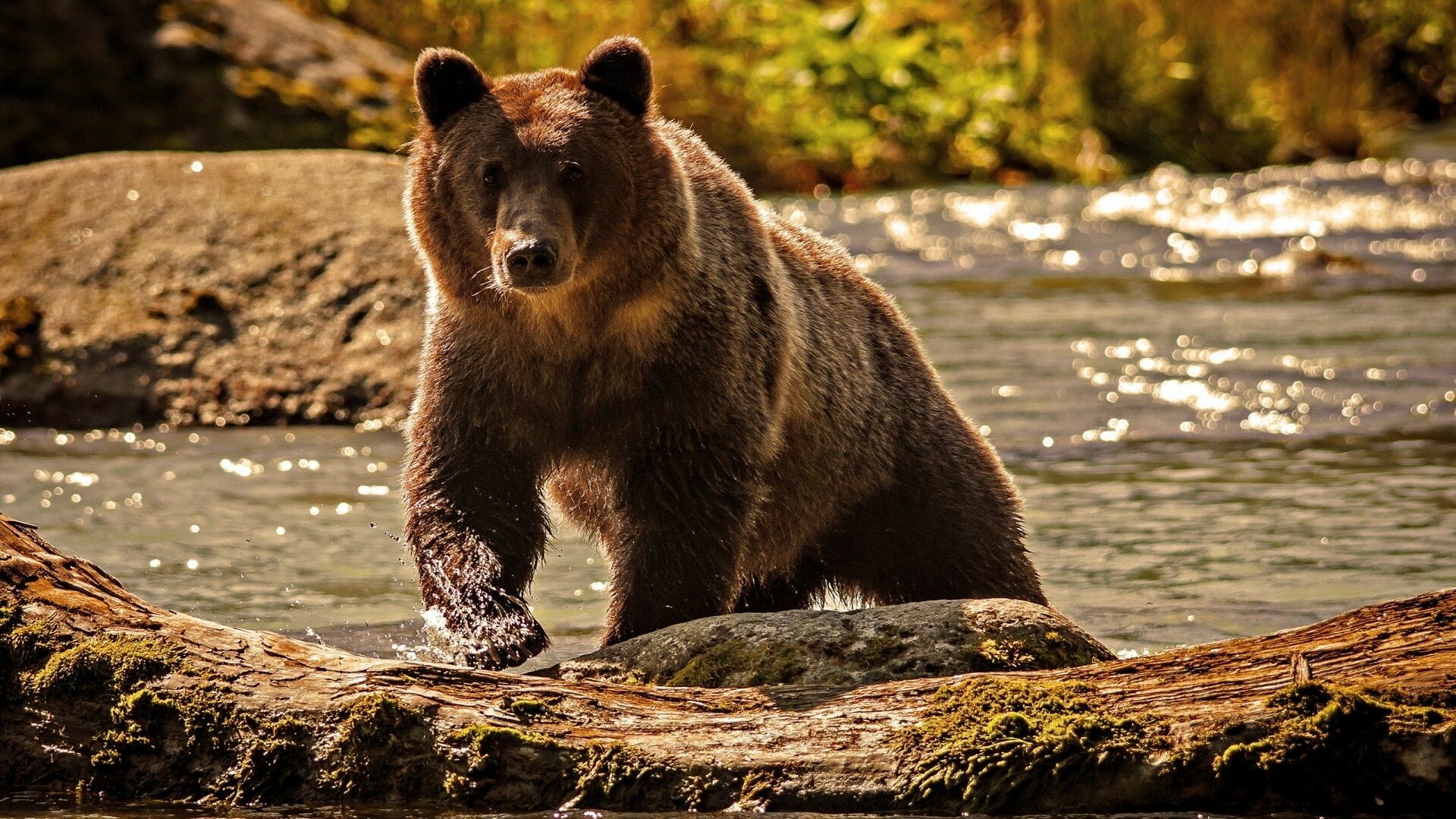 Grizzly bear, Majestic creature, Wild nature, Bear habitat, 1920x1080 Full HD Desktop