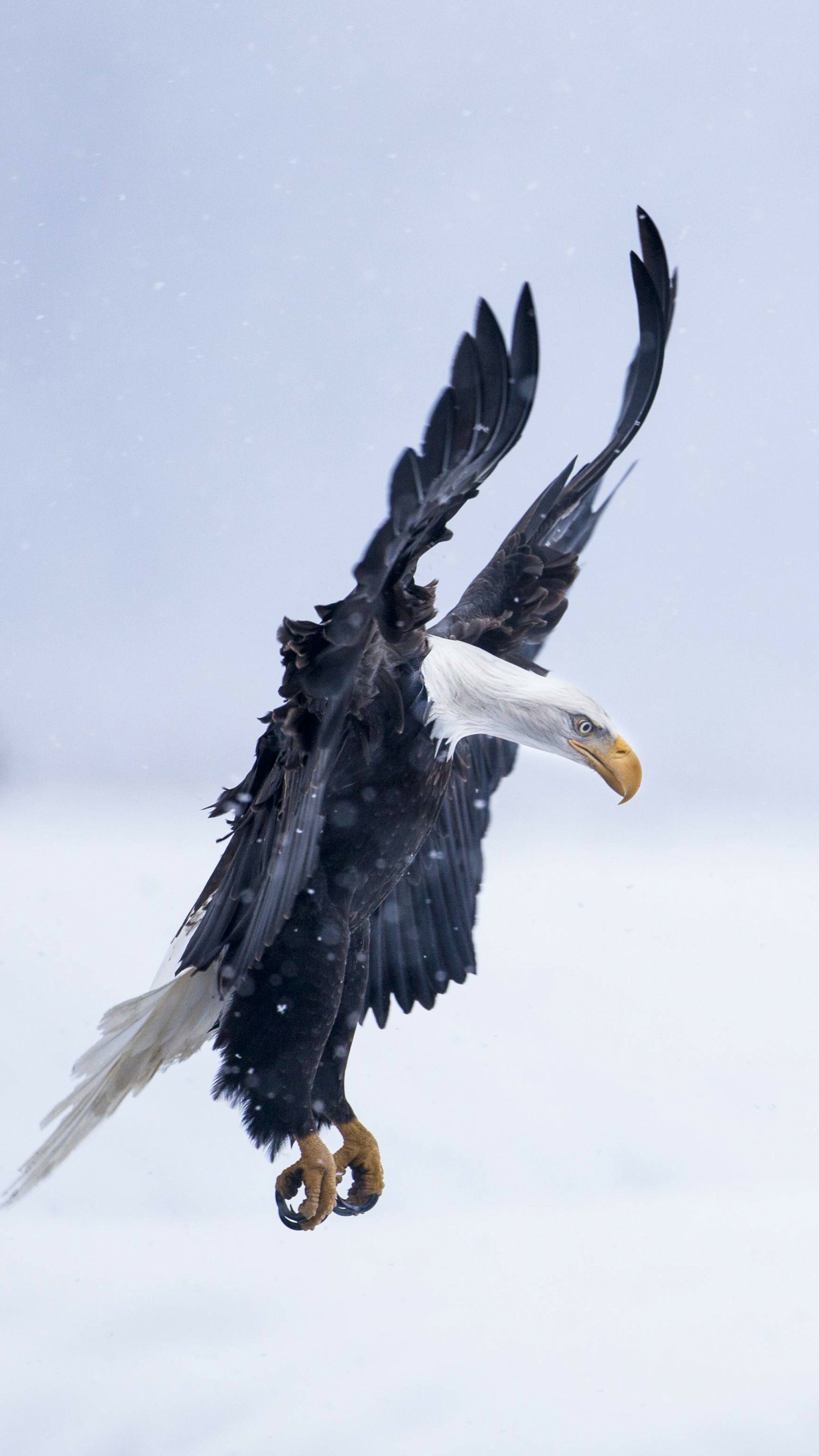 HD eagle wallpaper, Mesmerizing beauty, Striking visuals, Captivating imagery, 2160x3840 4K Phone