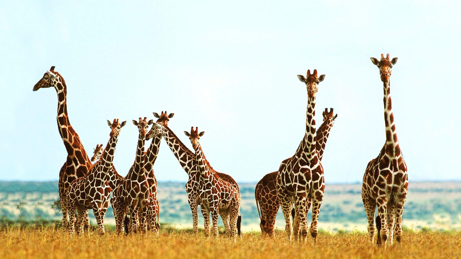 Giraffe desktop wallpapers, High quality, Download, 1920x1080 Full HD Desktop