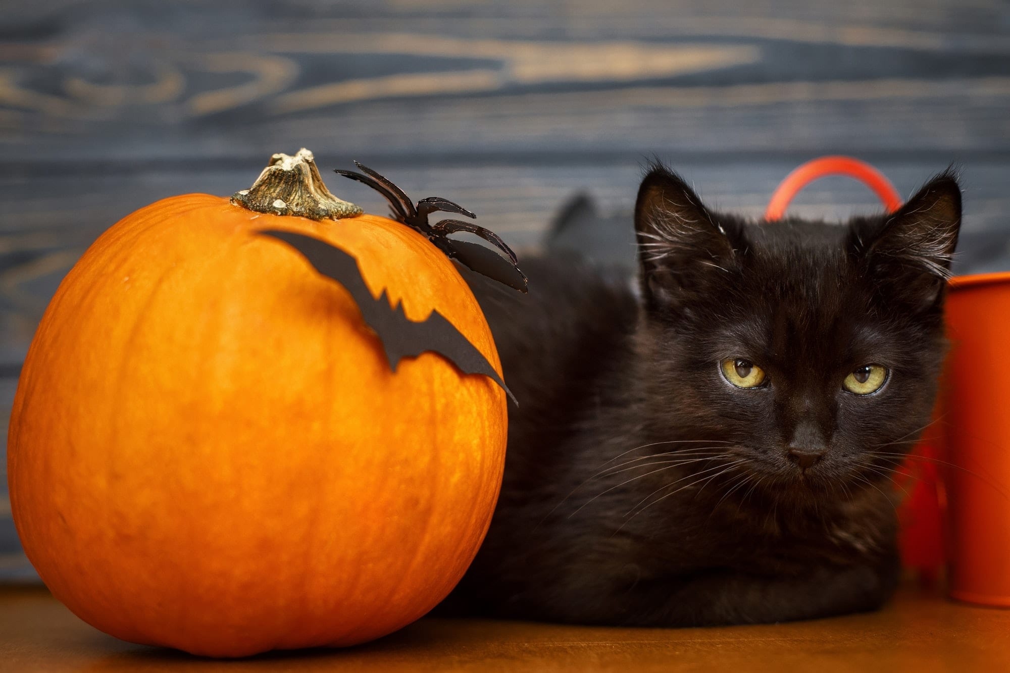 Cat, Halloween Pets Wallpaper, 2000x1340 HD Desktop