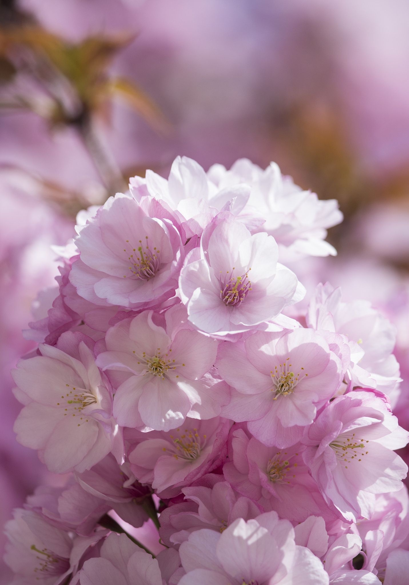 Pink sakura flower cluster, Blooming double cherry blossoms, Sunlit pastel pink bokeh, HD Phone wallpaper
