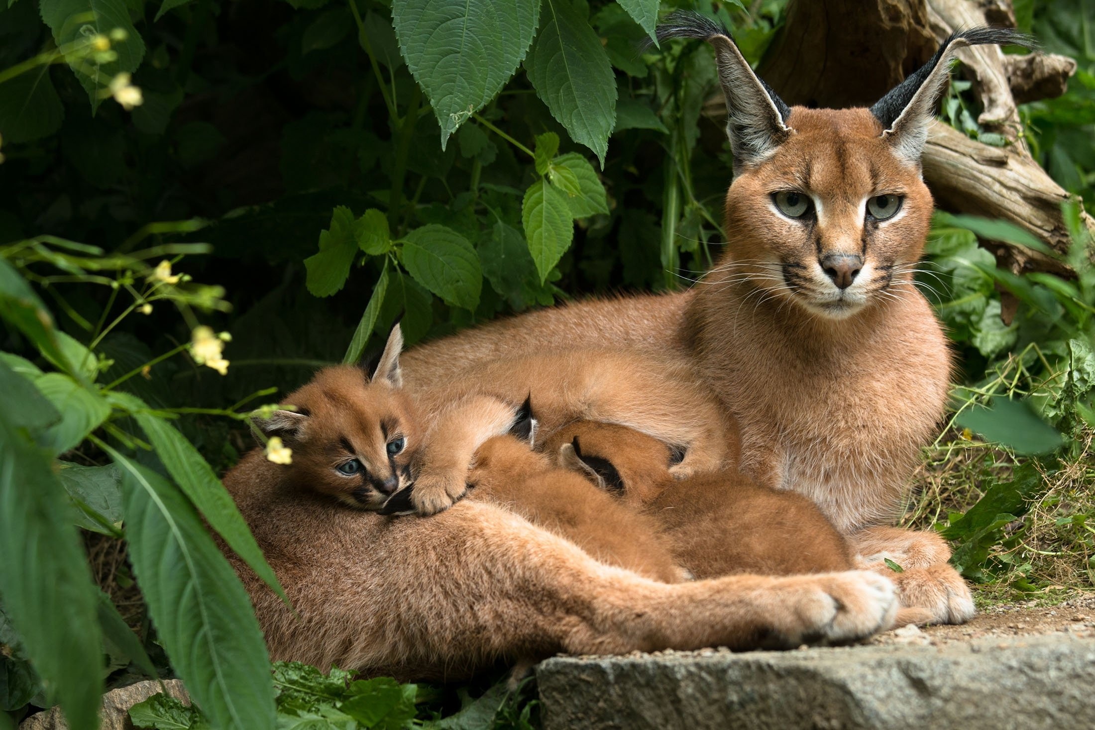 Caracals, Wild Animals Wallpaper, 2200x1470 HD Desktop